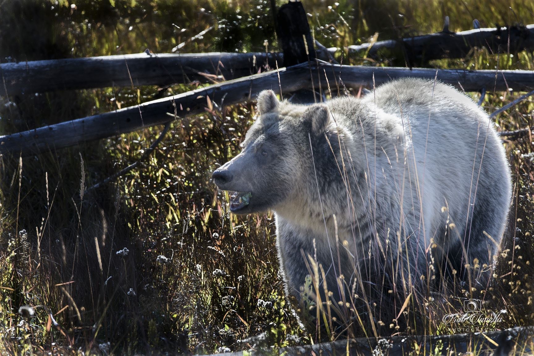 Sow Grizzly Bear in Wyoming 2018  by Buckmaster