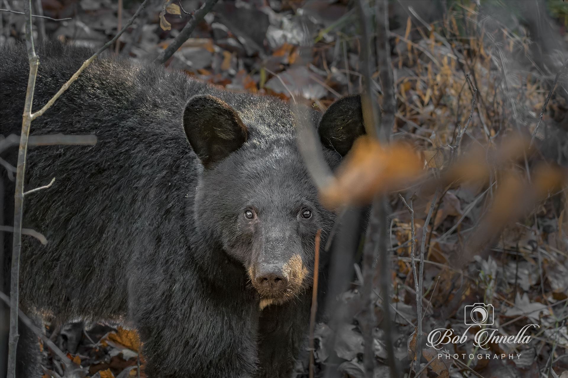 Black Bear Close up  by Buckmaster