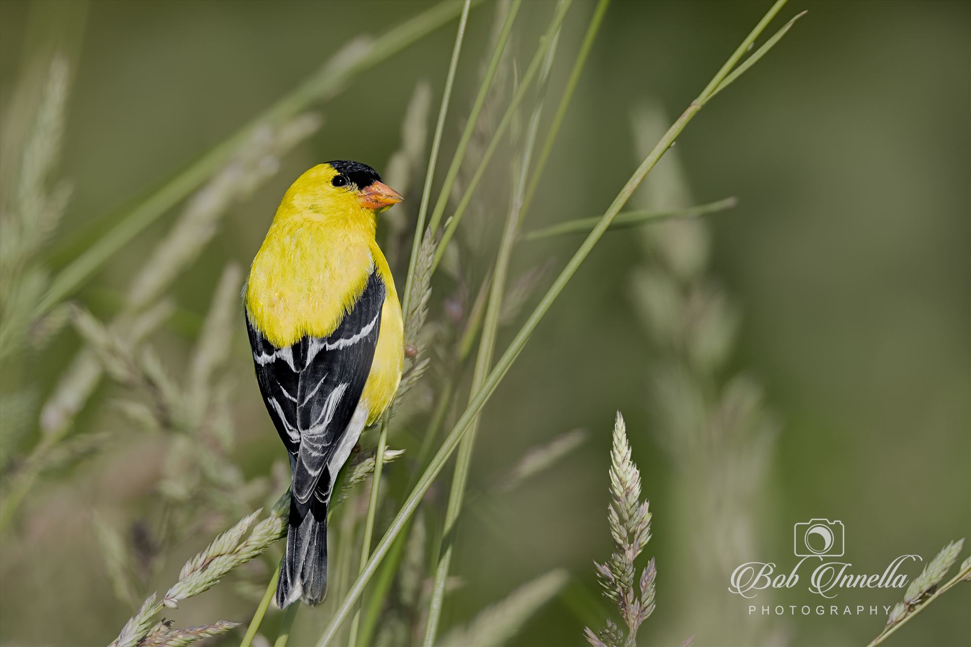 American Goldfinch Greem Grass  by Buckmaster