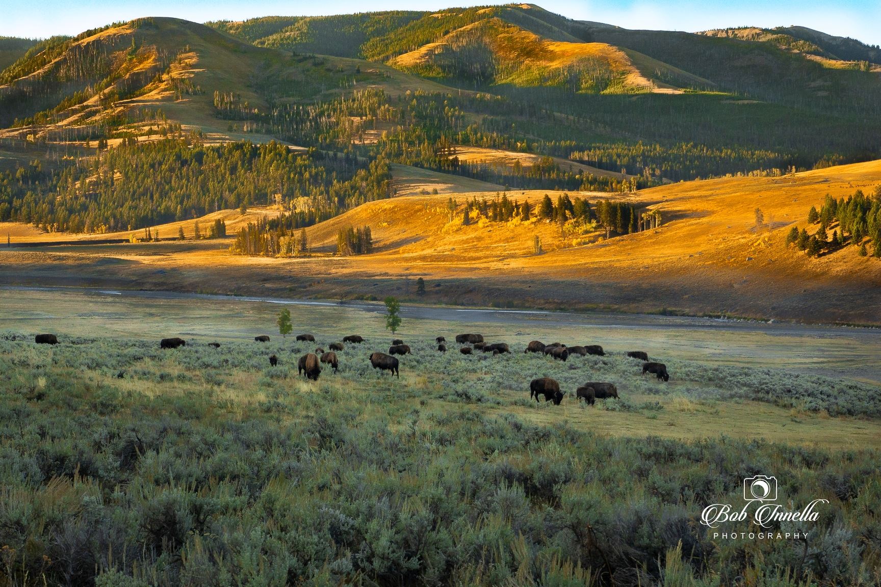 Bison On Lamar Valley, Wyoming  by Buckmaster