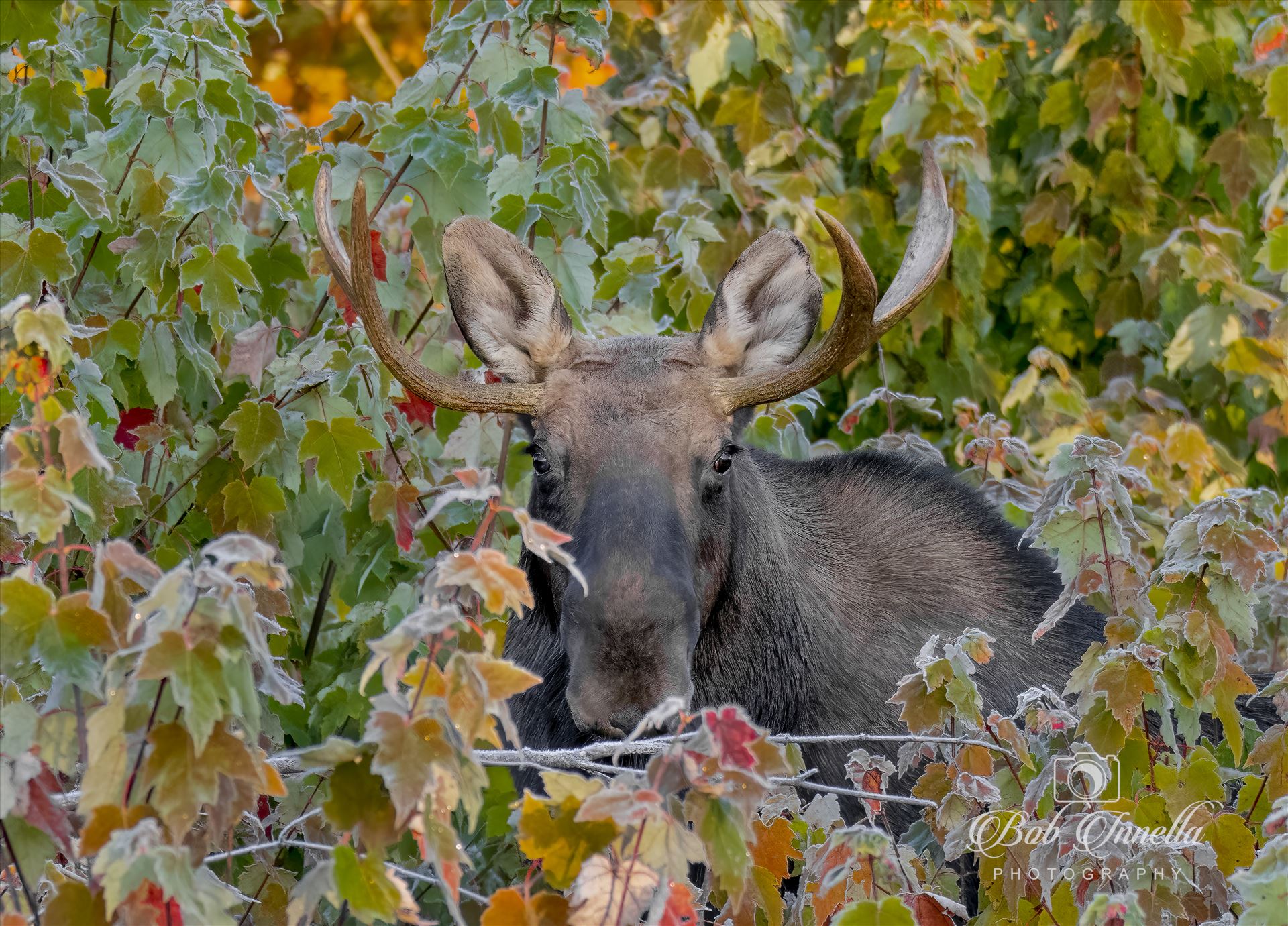 Peek A Boo Moose, October Northern Maine  by Buckmaster