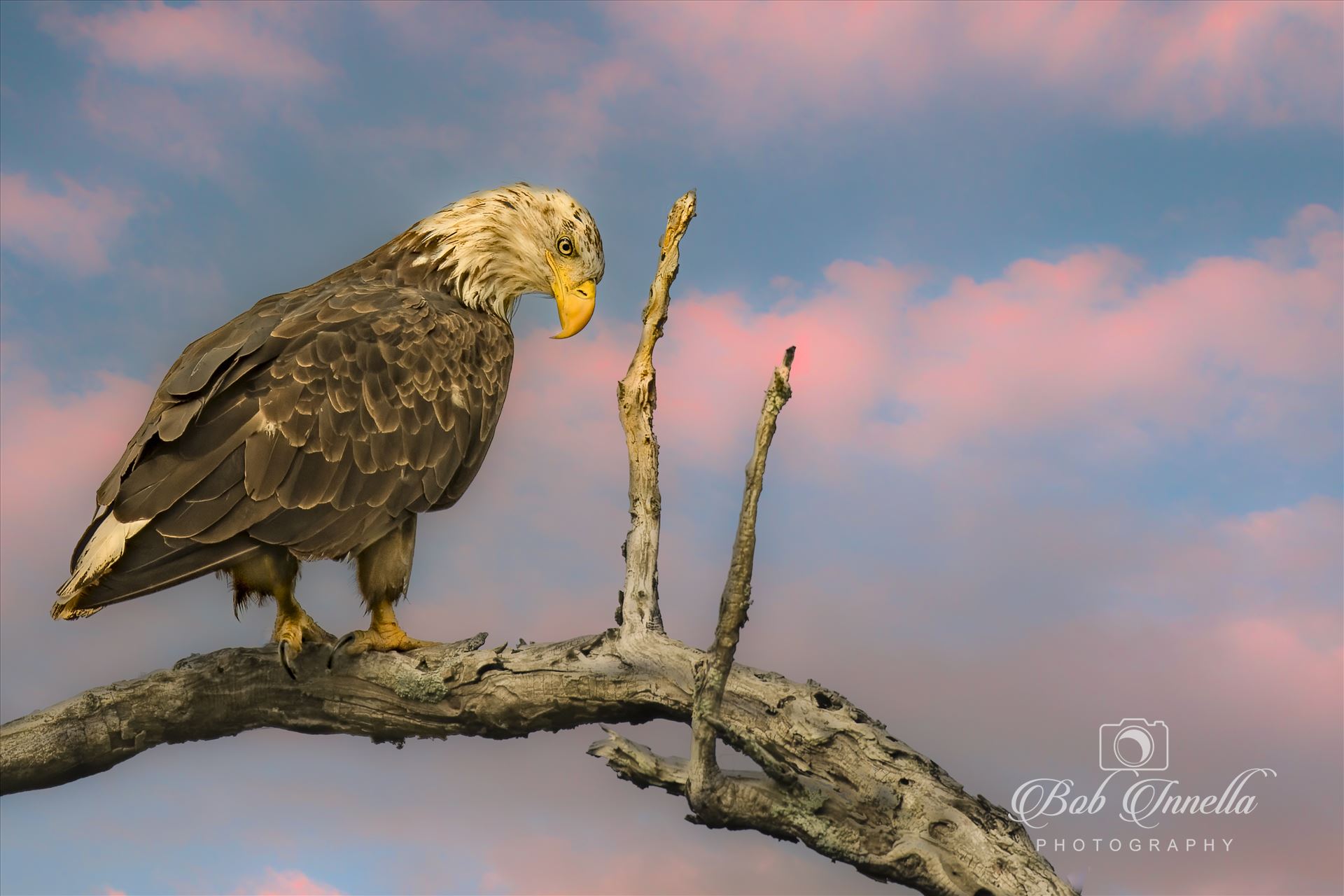 Juvenile Bald Eagle  by Buckmaster