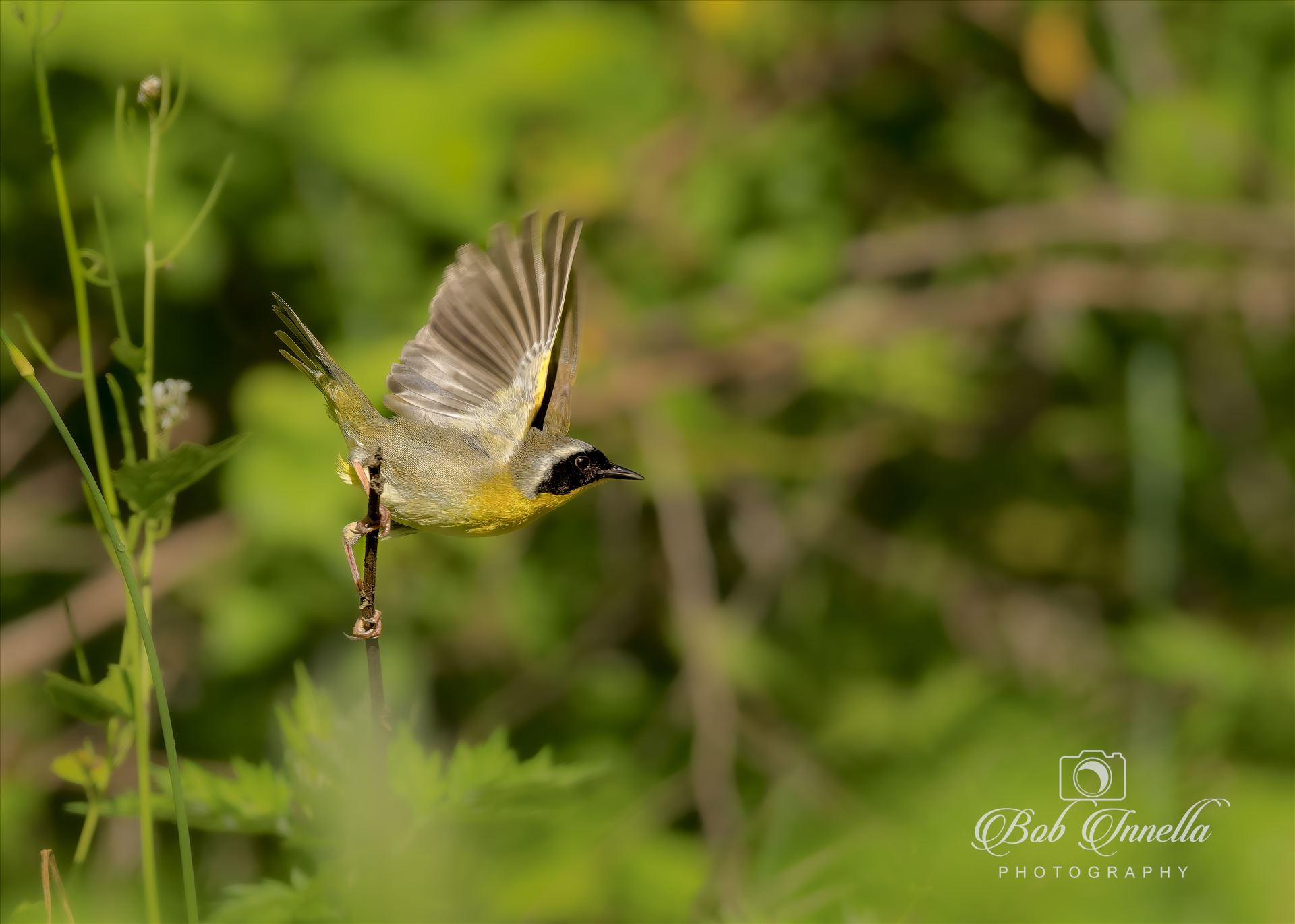 Yellow Throated Warbler  by Buckmaster