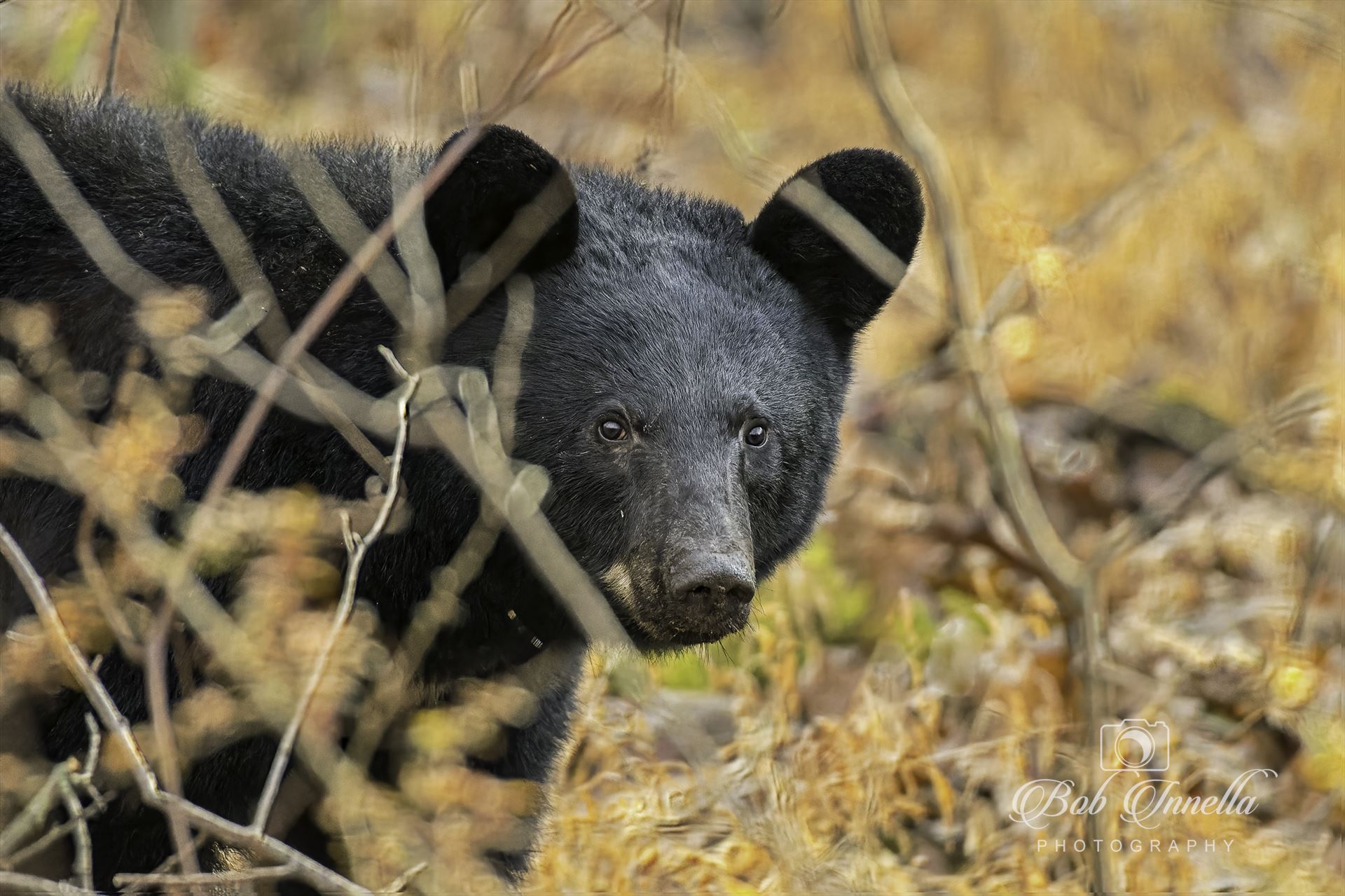 Black Bear Sneeking a Peek  by Buckmaster