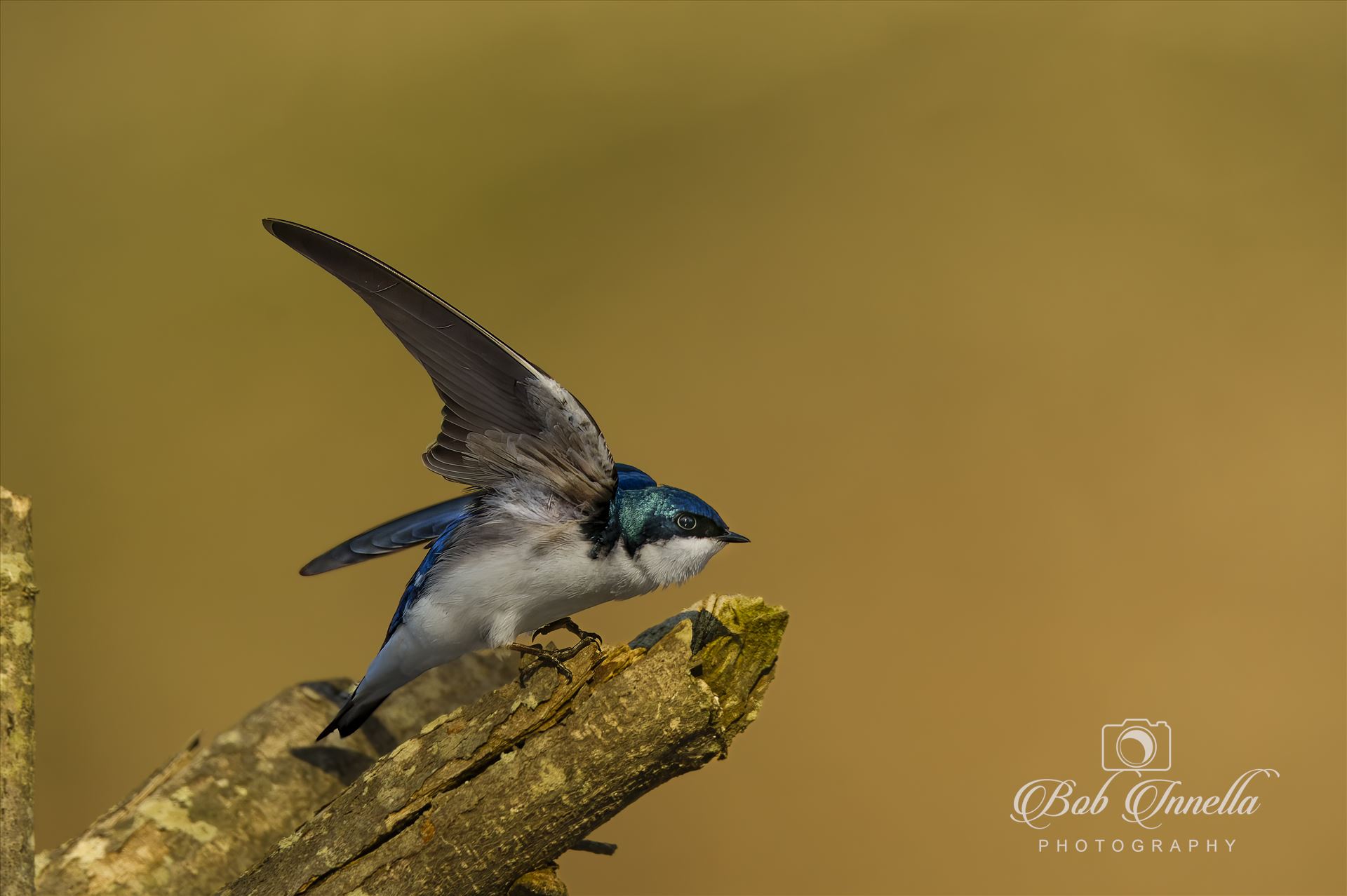 Tree Swallow  by Buckmaster