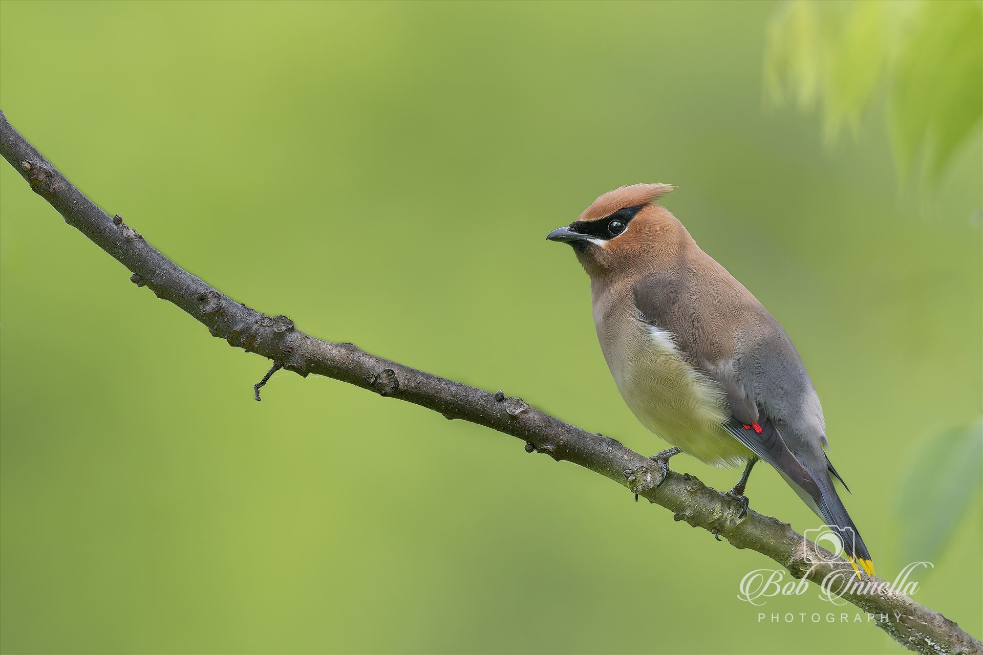 Cedar Waxwing  by Buckmaster