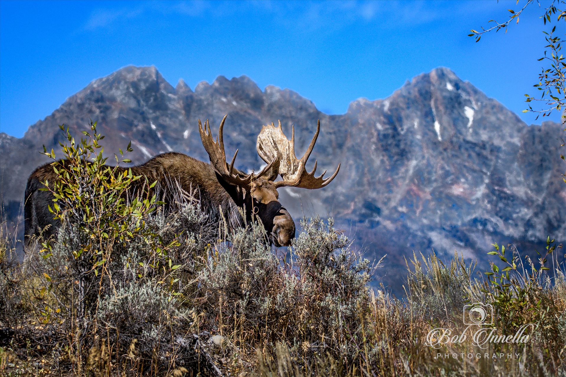 Bull Moose With The Tetons  by Buckmaster