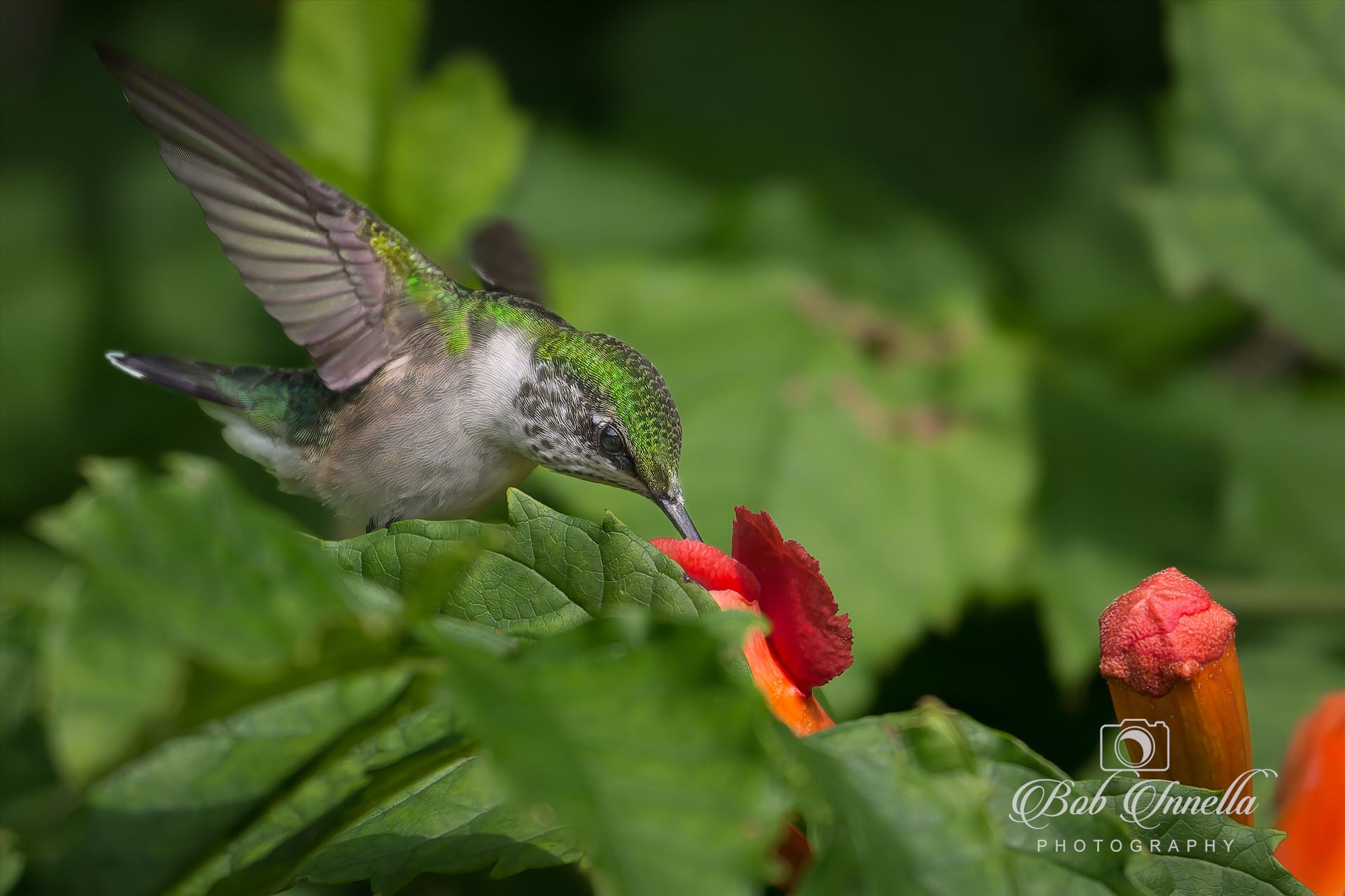 Ruby Throated Hummingbird  by Buckmaster