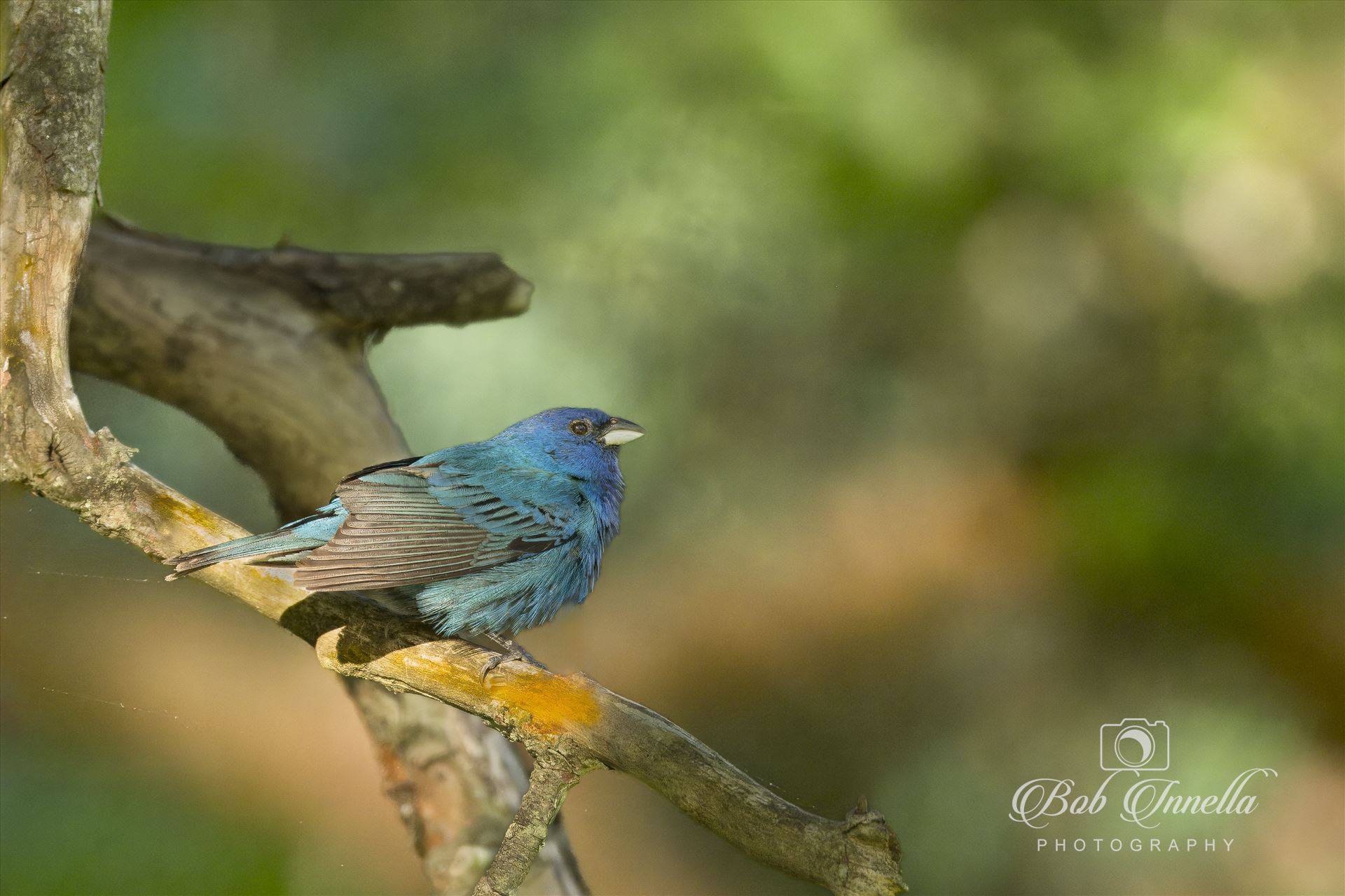 Indigo Bunting  by Buckmaster