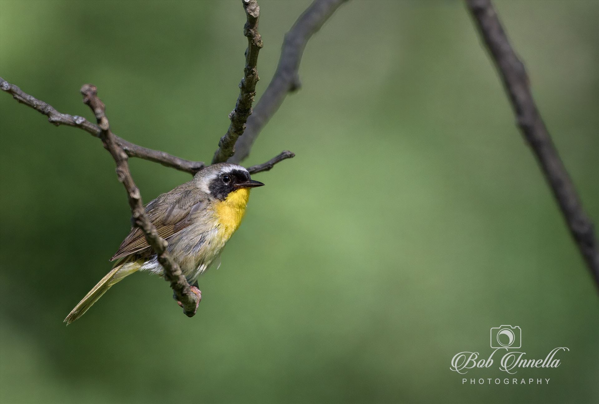 Yellow Throated Warbler  by Buckmaster