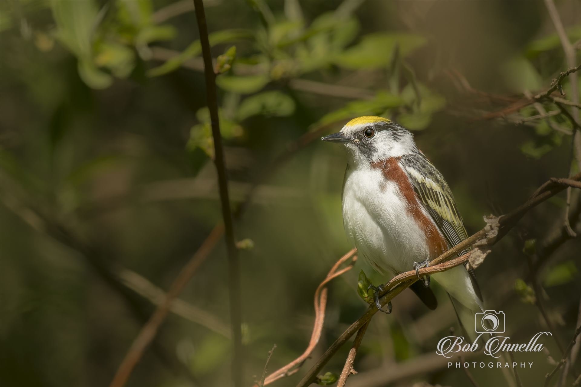Chestnut Sided Warbler  by Buckmaster