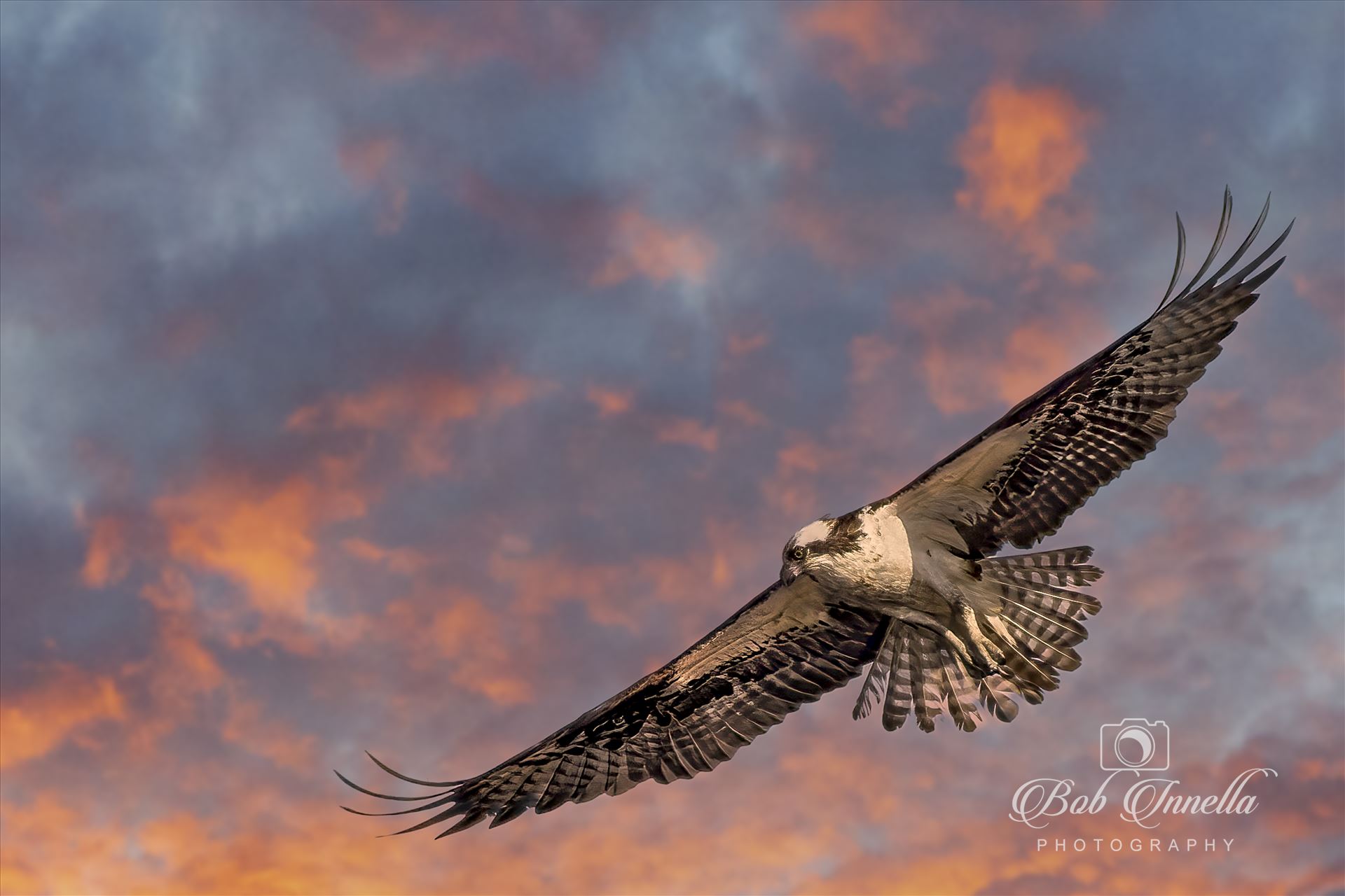 Osprey Fishing with a Great Sky as Backdrop  by Buckmaster