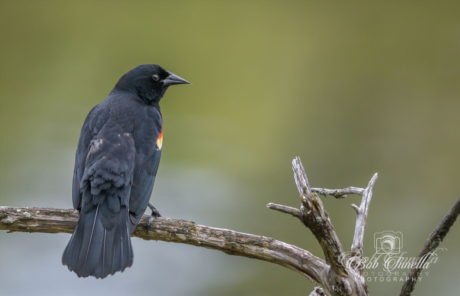 Red Winged Blackbird Red Winged Blackbird by Buckmaster