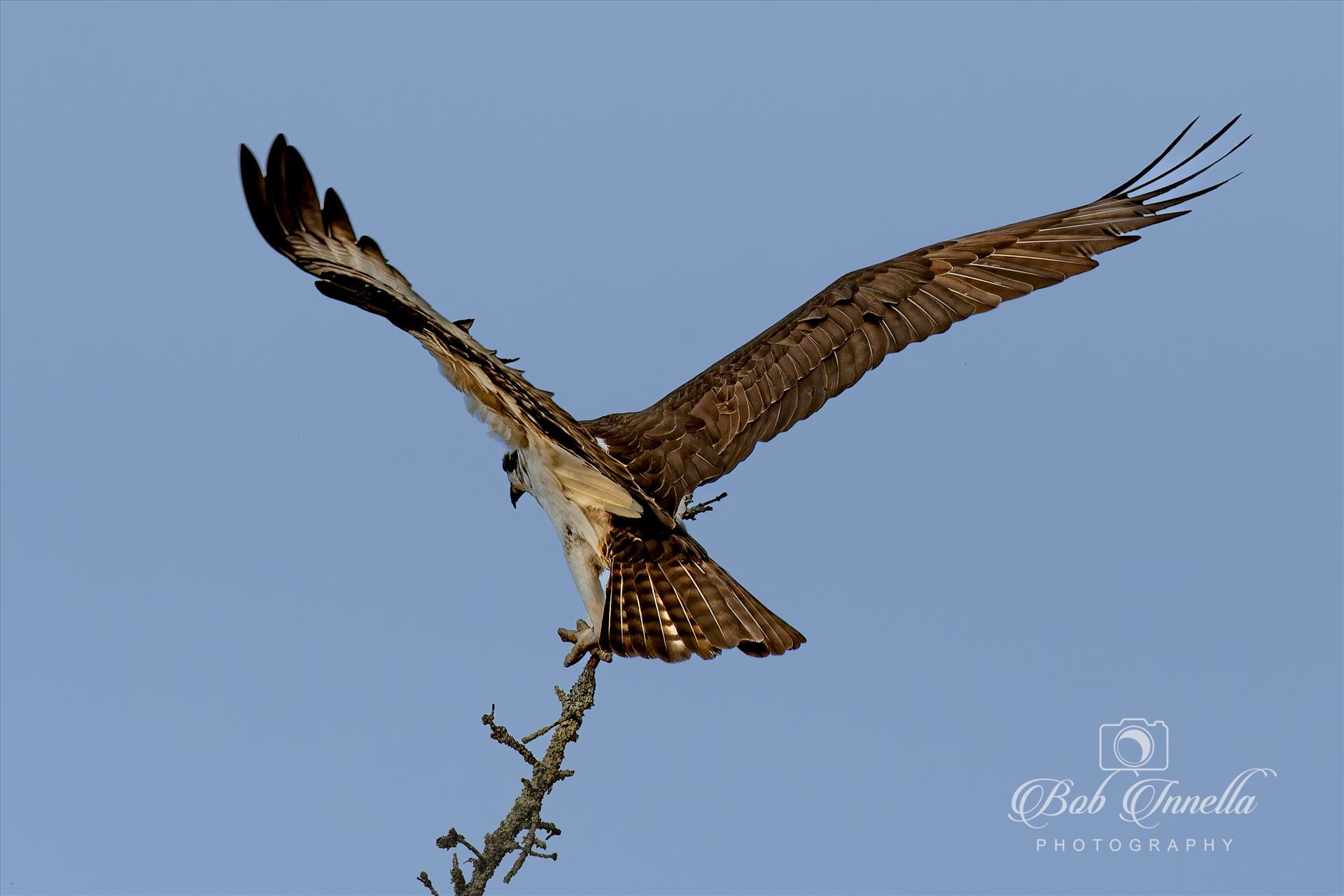 Osprey Balancing Act  by Buckmaster