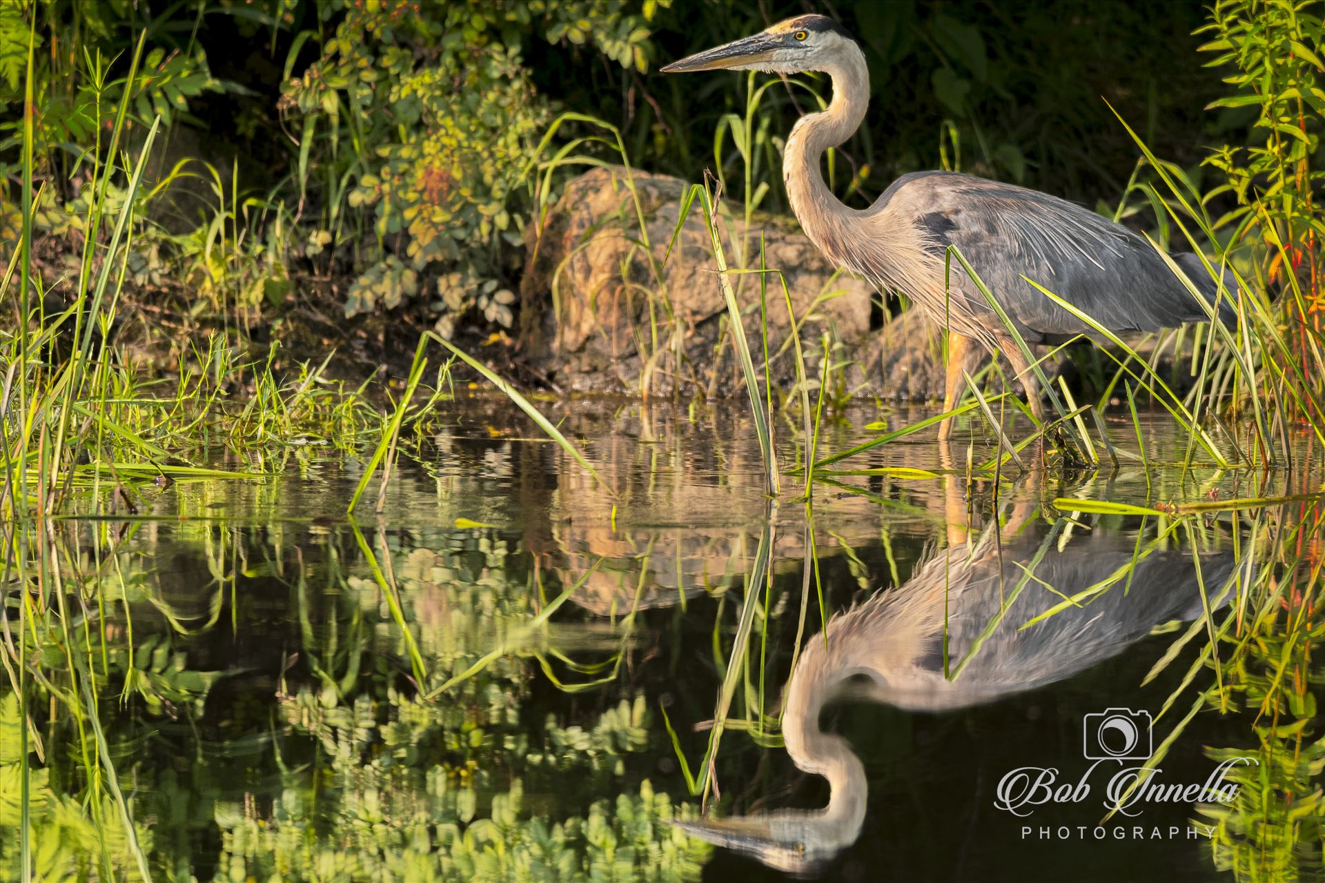 GBH_High_Point_Reflection  by Buckmaster