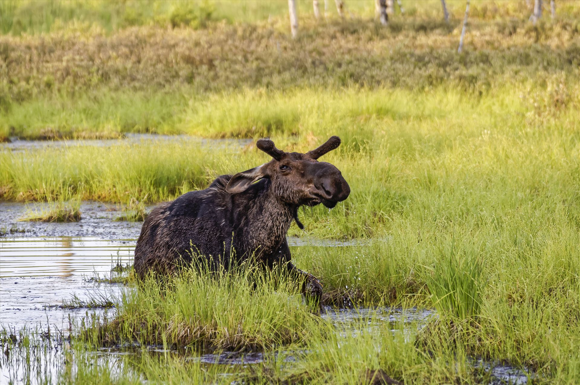 Moose in the Bog Small Bull Moose coming out of a bog after getting tired of me photographing him by Buckmaster