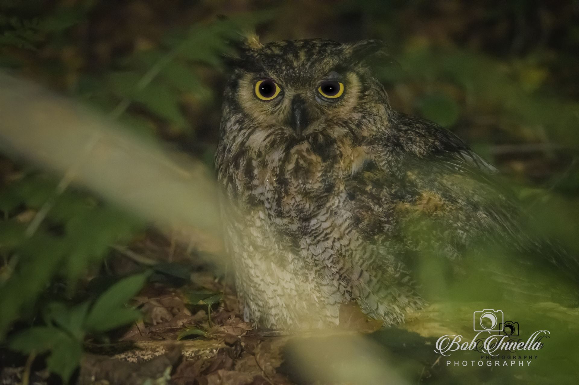 Owl Taken In Delaware Water Gap NPS Land, Dingmans, Pa by Buckmaster