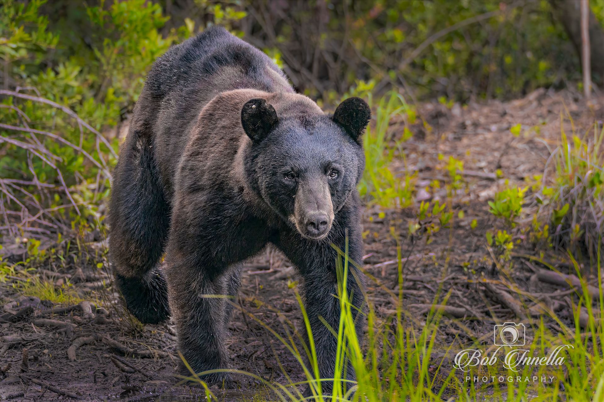 Bear Coming Over to Me to See His Photos  by Buckmaster