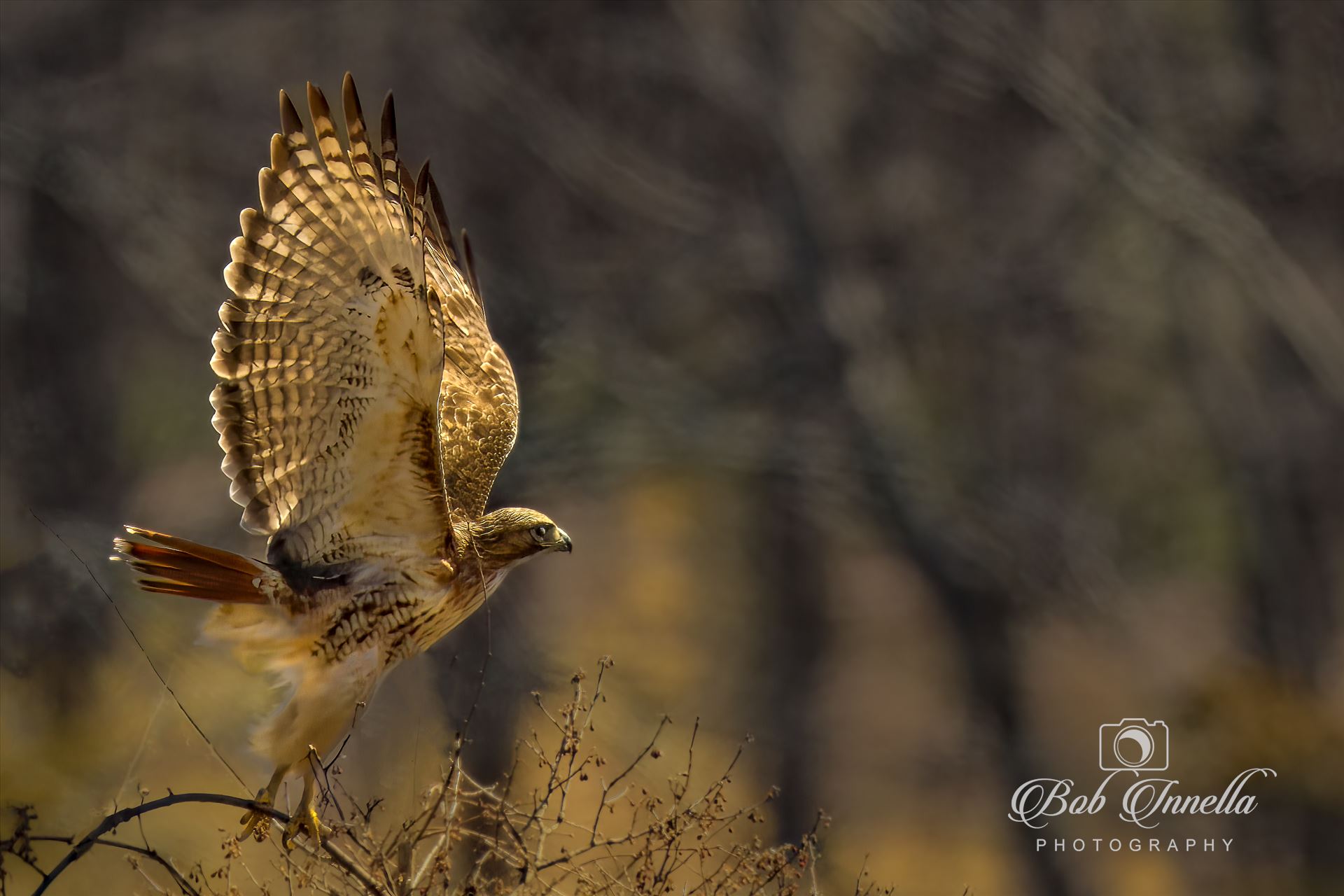 Red Tail Hawk On Takeoff  by Buckmaster