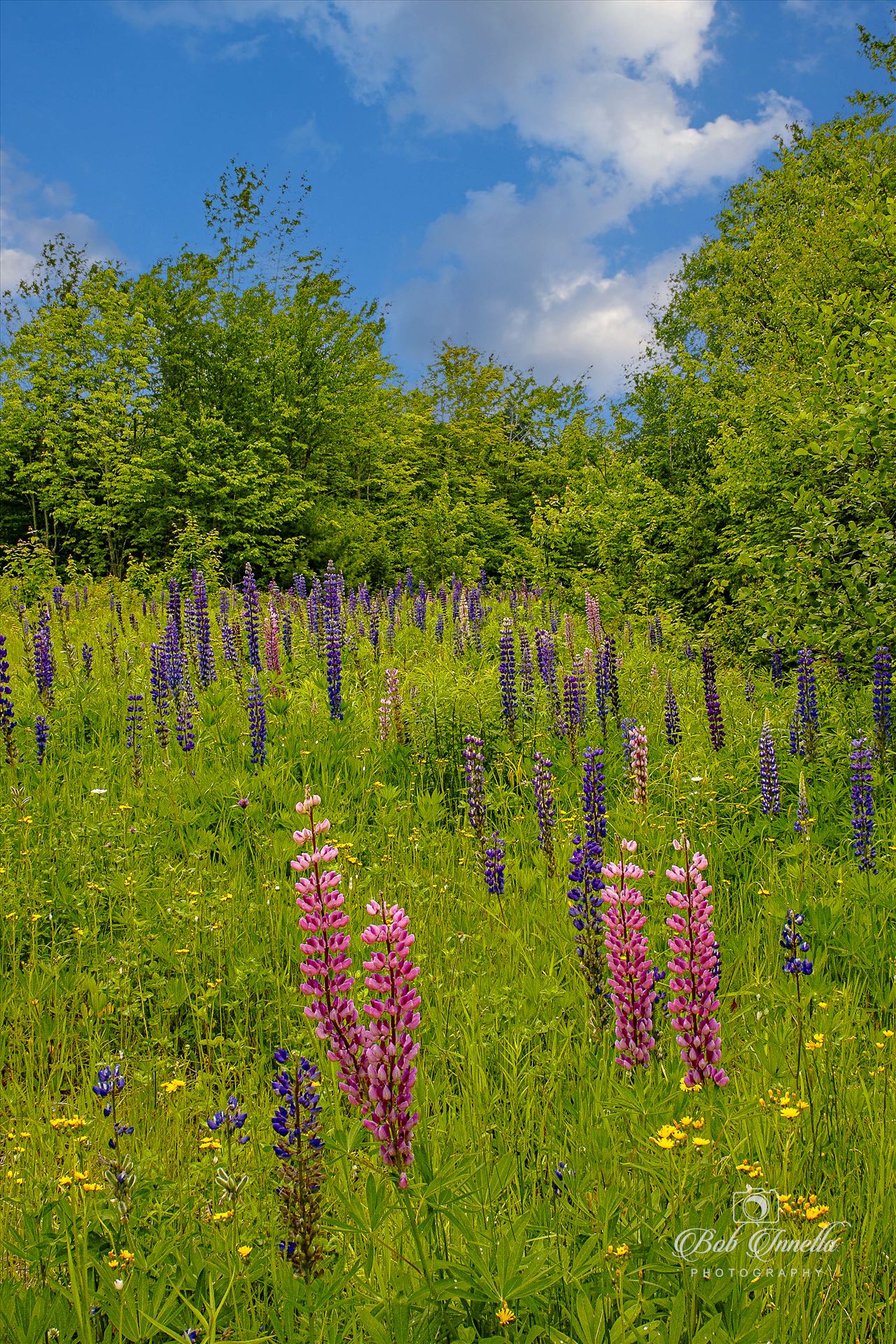 Lupines in Northern Maine SONY DSC by Buckmaster