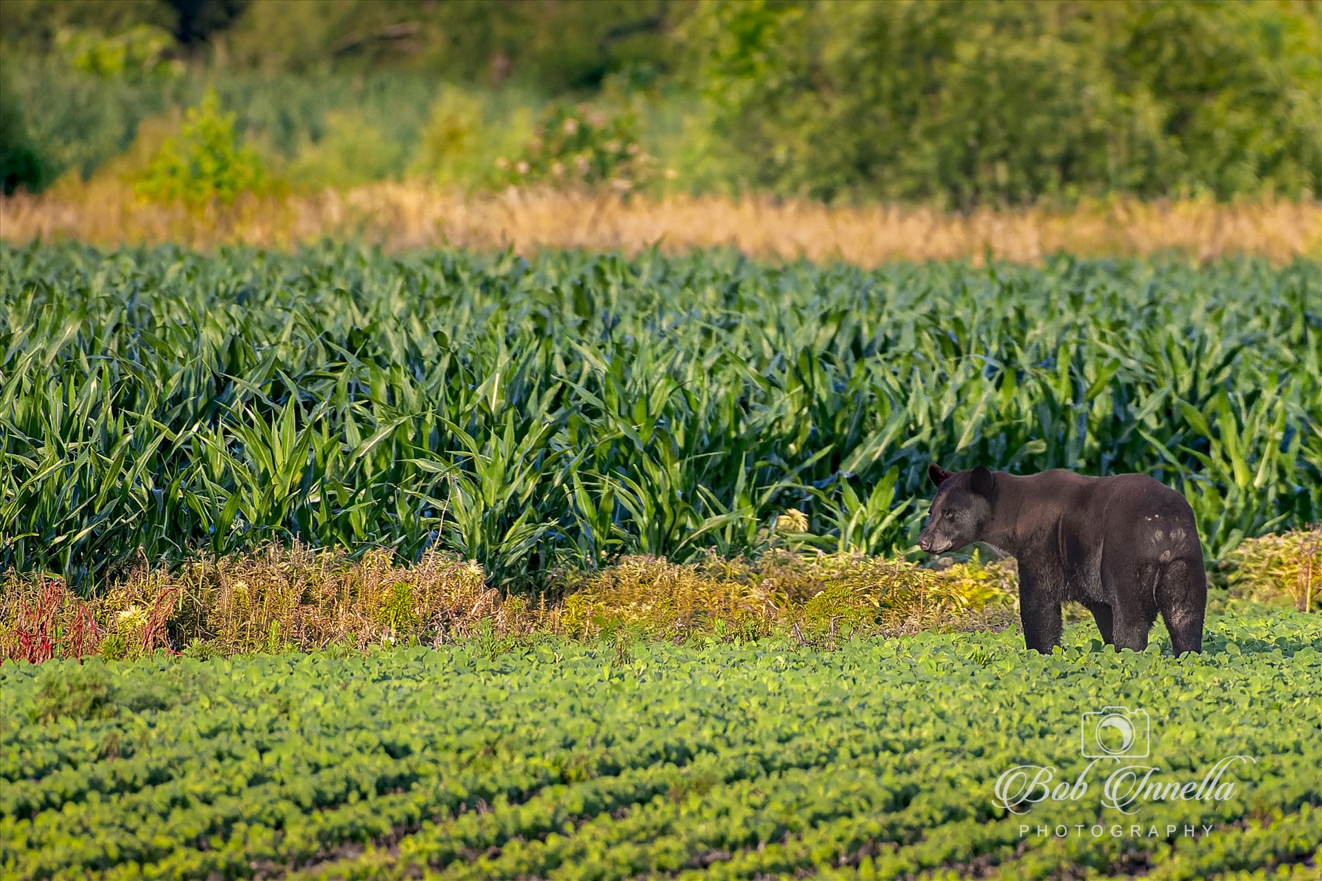 Black Bear Hitting The Corn and Soybean Fields  by Buckmaster