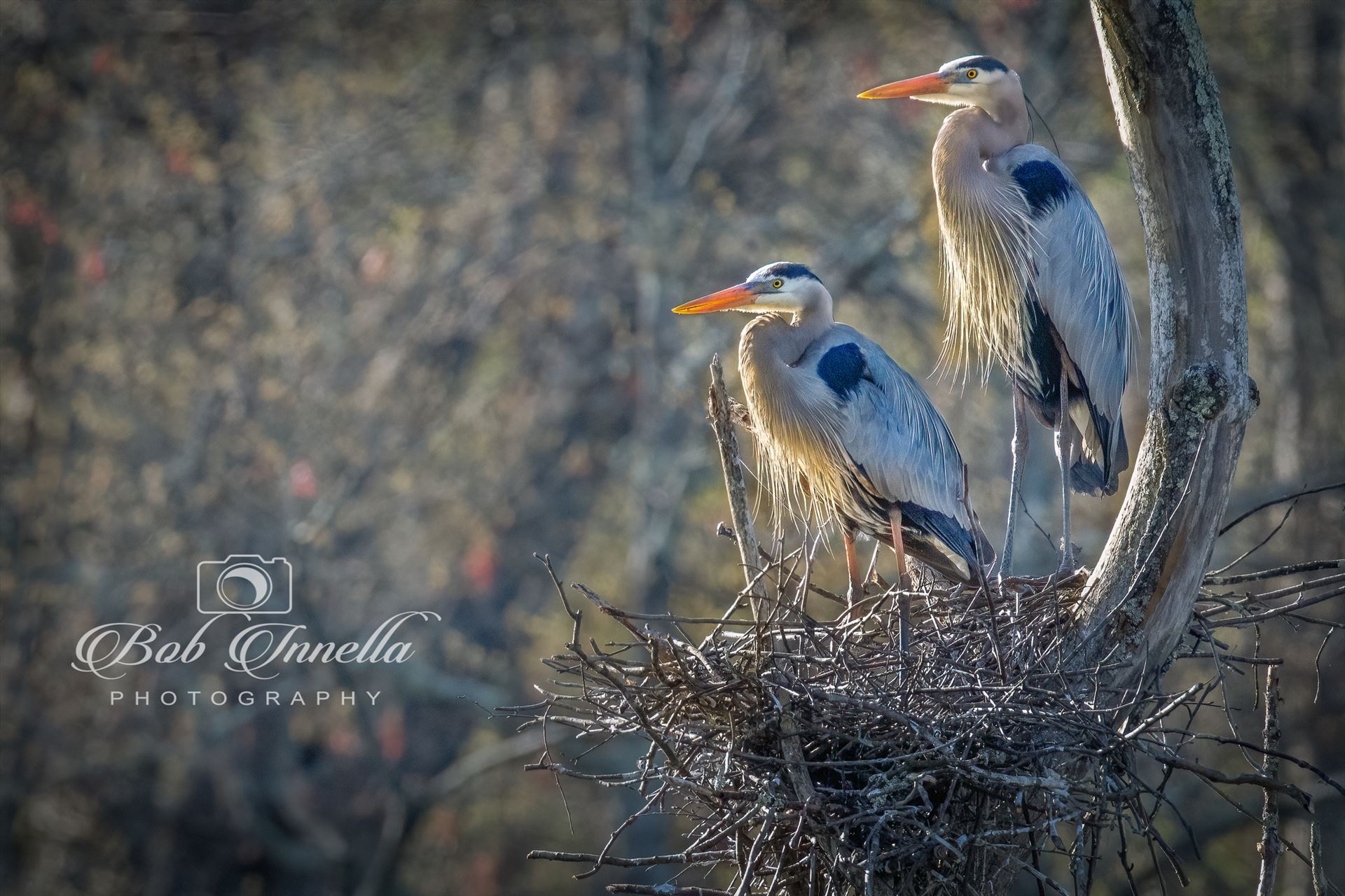 Great Blue Heron Parents On The Nest  by Buckmaster