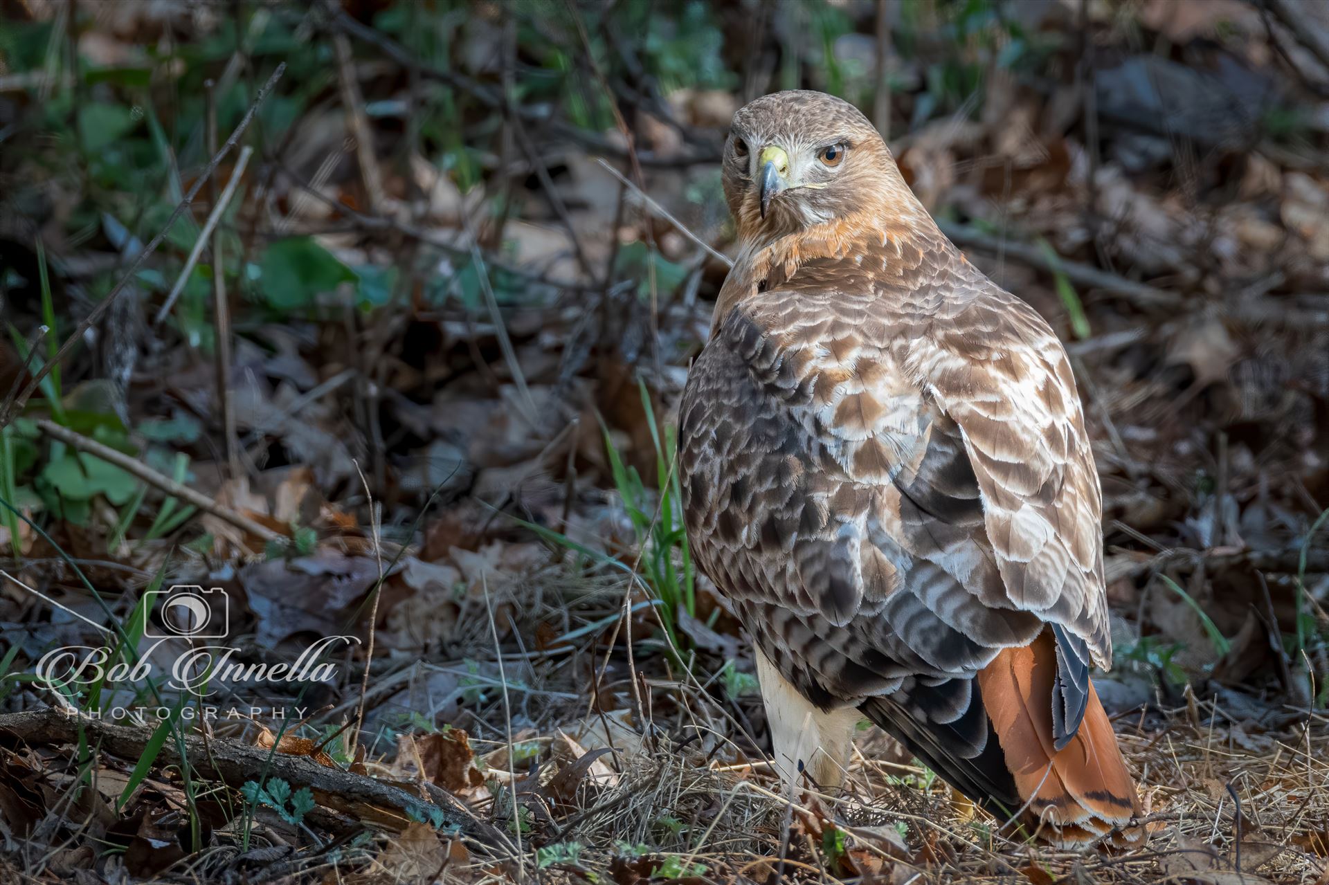 Red_tail_Hawk  by Buckmaster