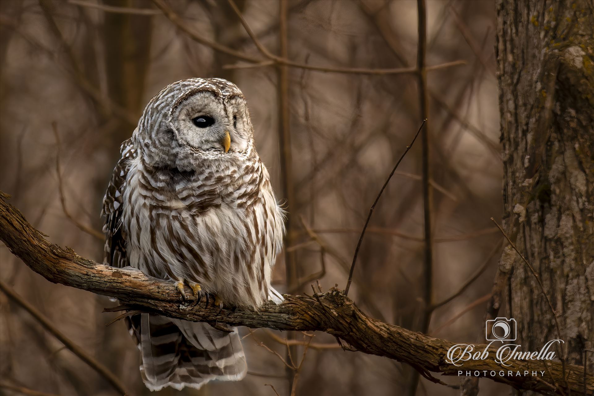 Barred Owl  by Buckmaster