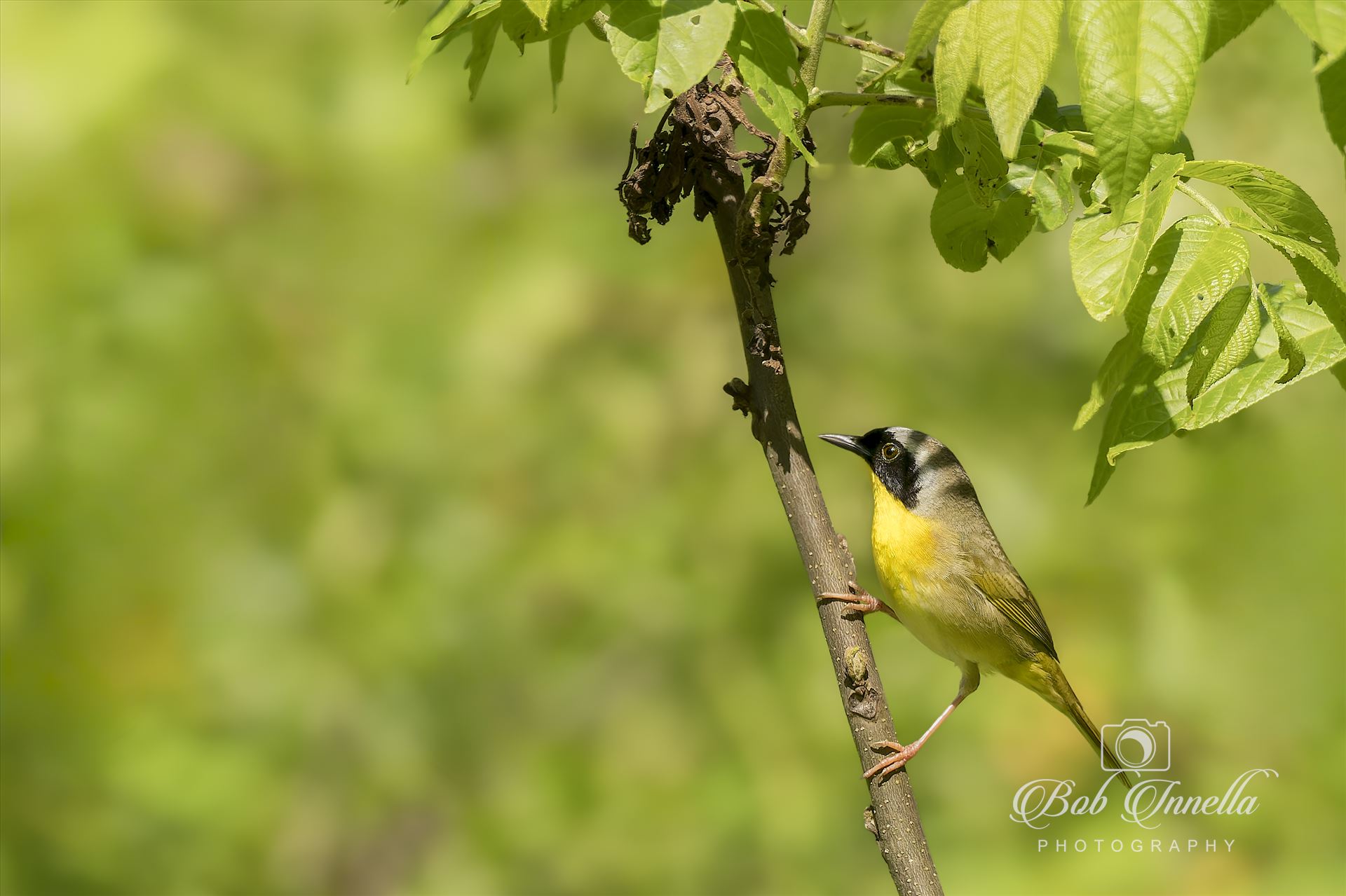 Yellow Throated Warbler  by Buckmaster