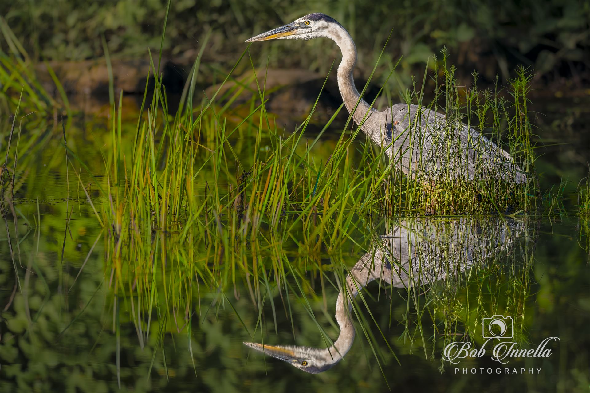 Great Blue Heron Fishing  by Buckmaster