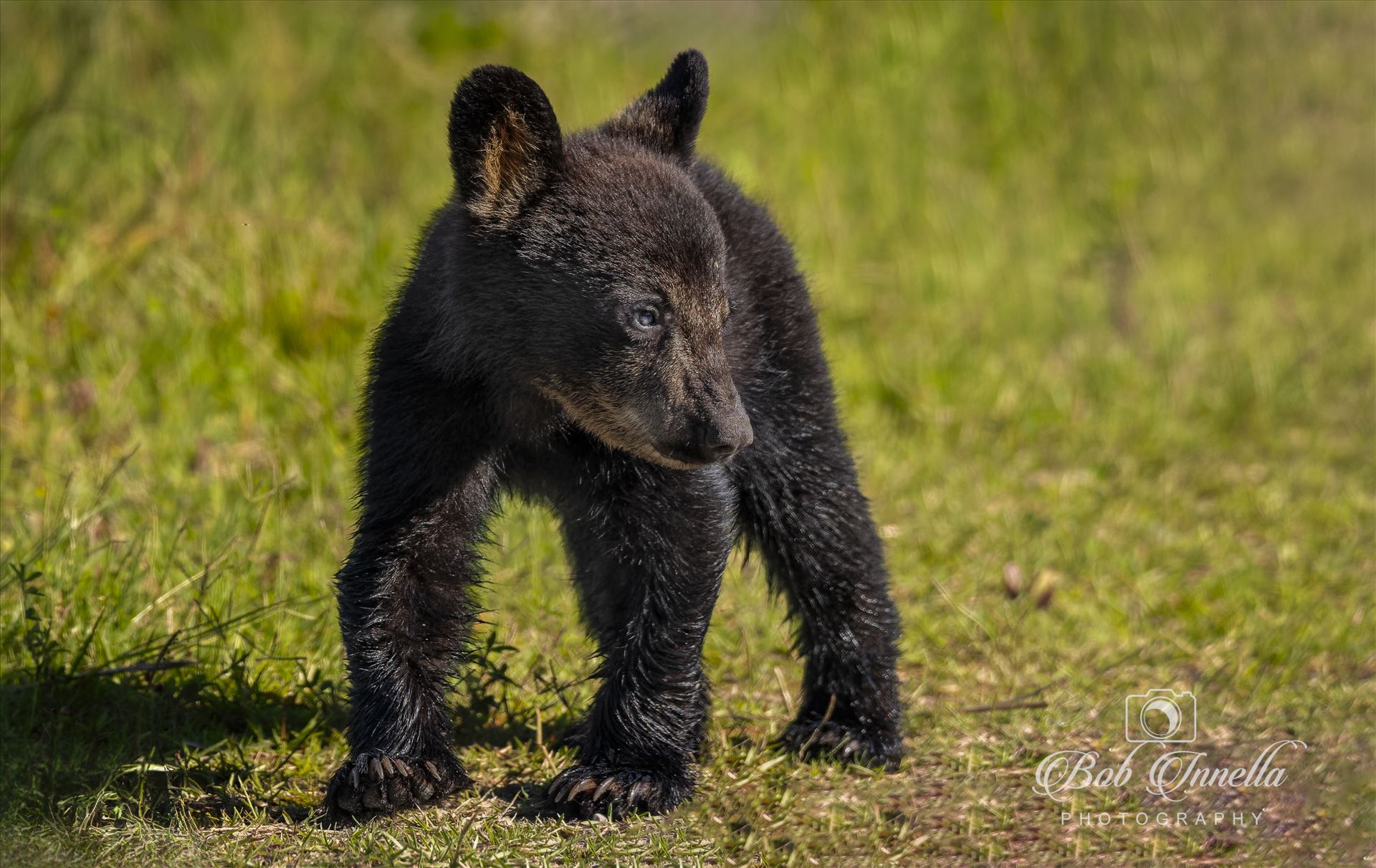 Black Bear Cub 2023 North Carolina by Buckmaster