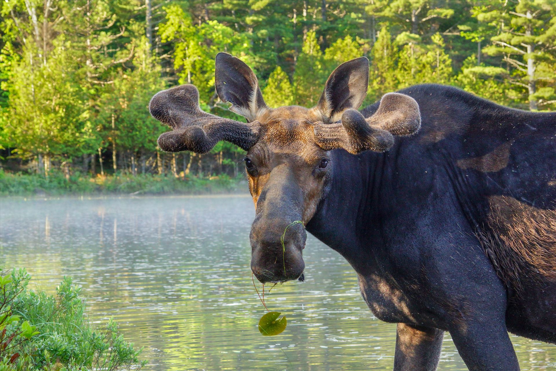 Up Close Bull Moose Taken in June 2015 in Northern Maine, USA by Buckmaster