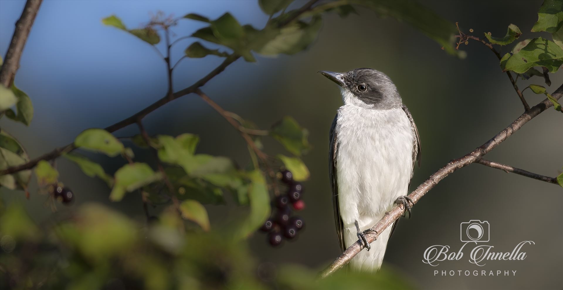 Kingbird in Berries-1-1.JPG  by Buckmaster