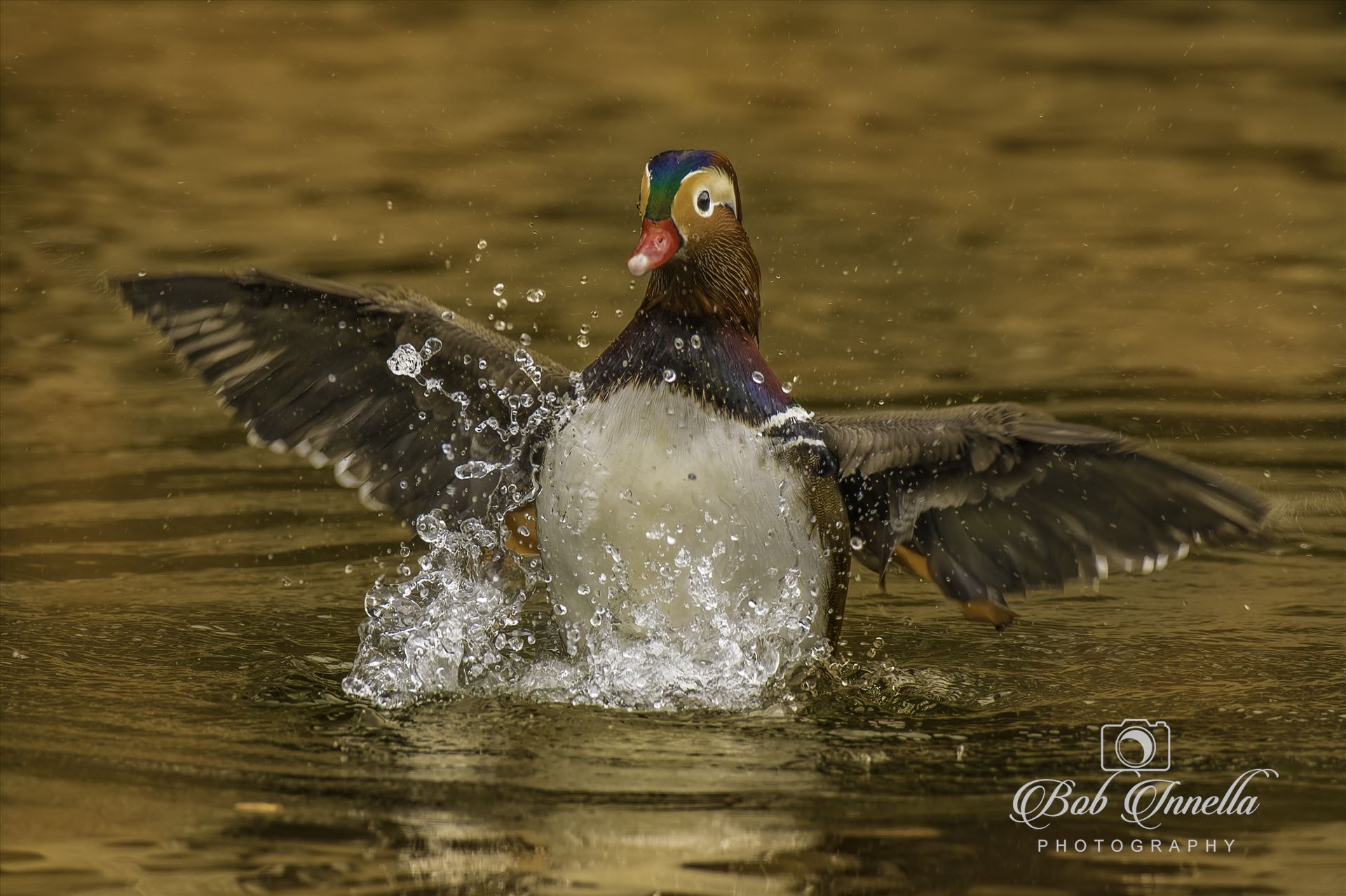 Mandarin Duck_Wings_open  by Buckmaster