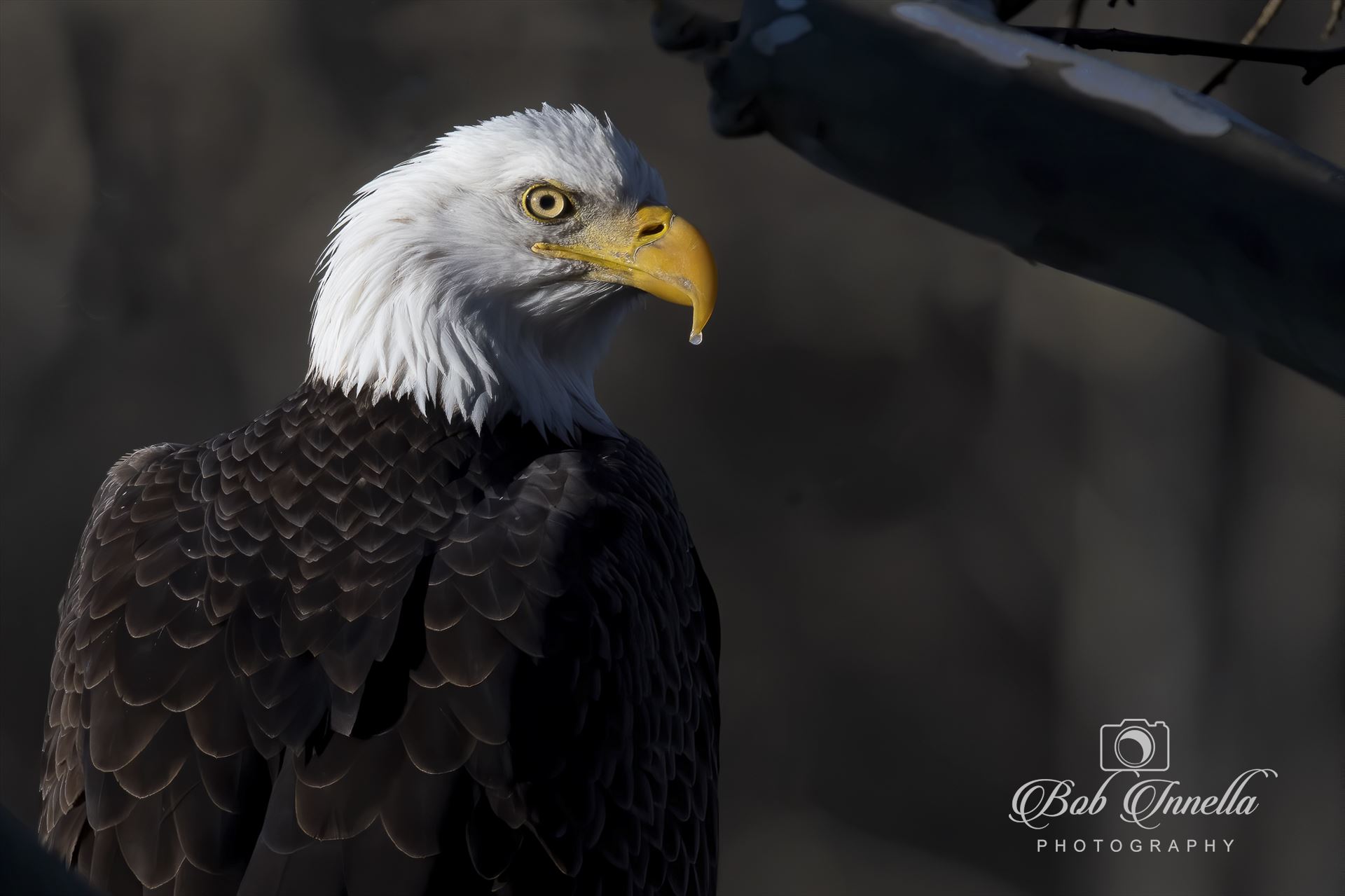 Bald Eagle Portrait  by Buckmaster