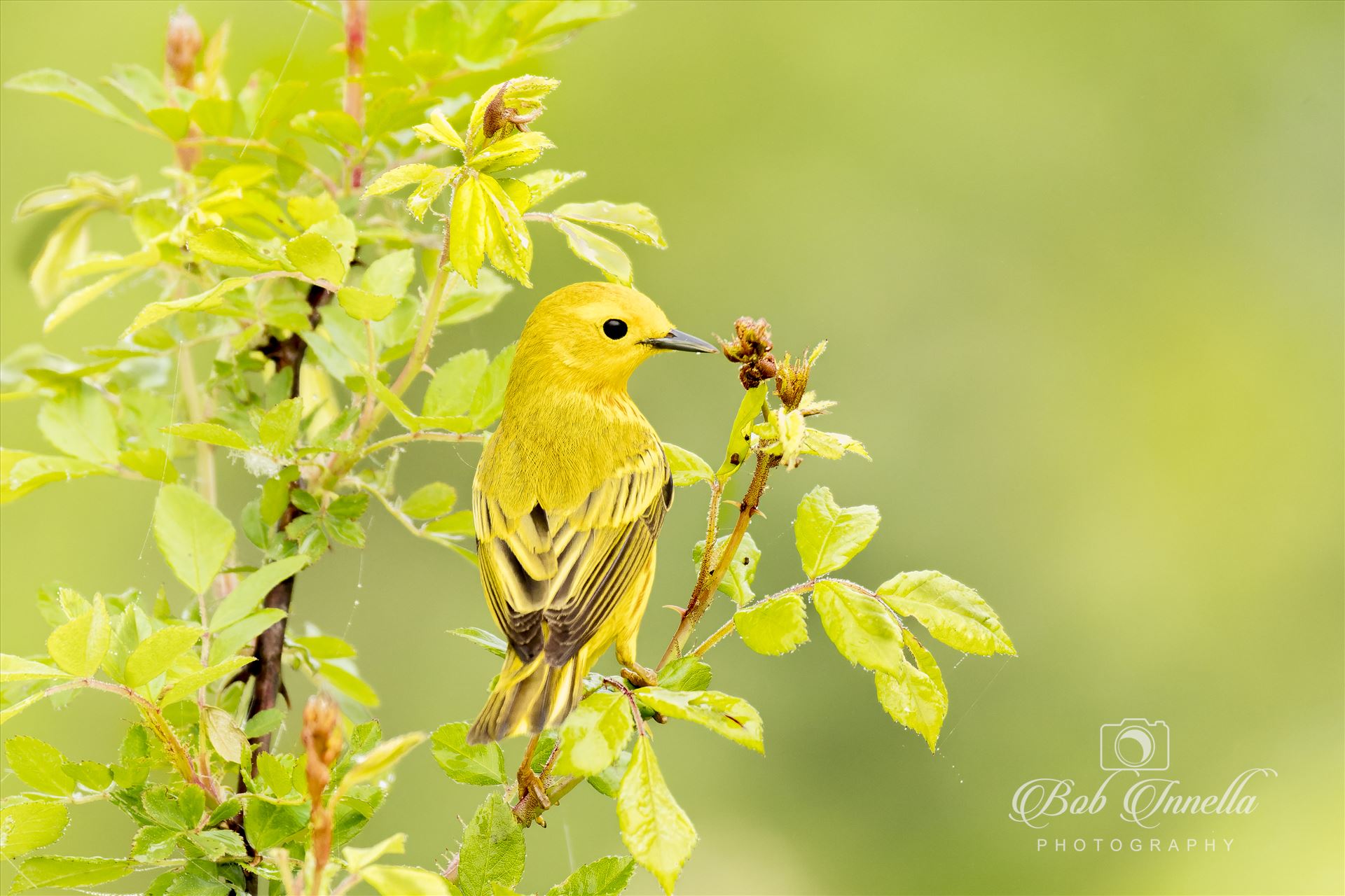 Yellow Warbler Beautiful Green Bush  by Buckmaster
