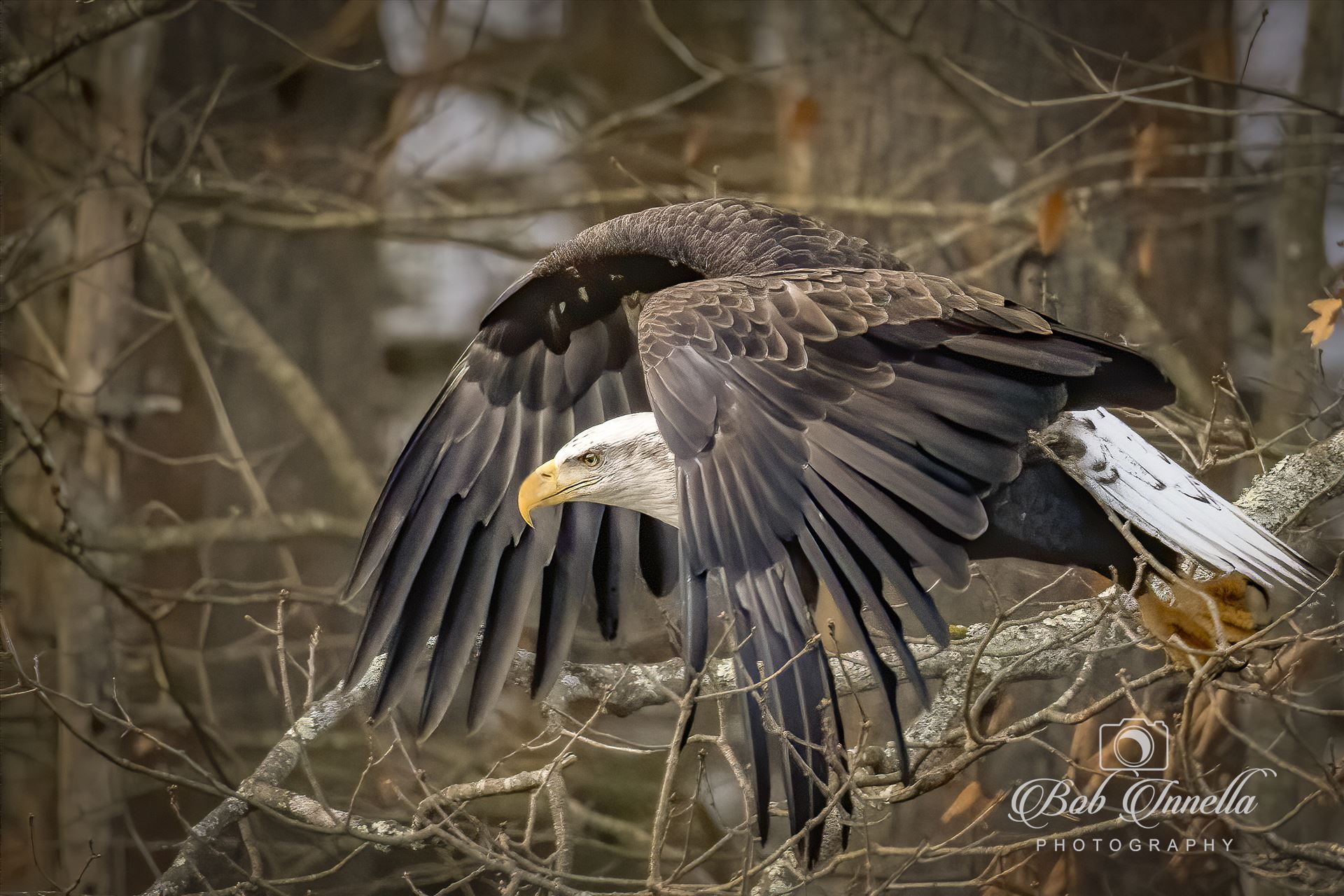 Thru the Woods Eagle  by Buckmaster