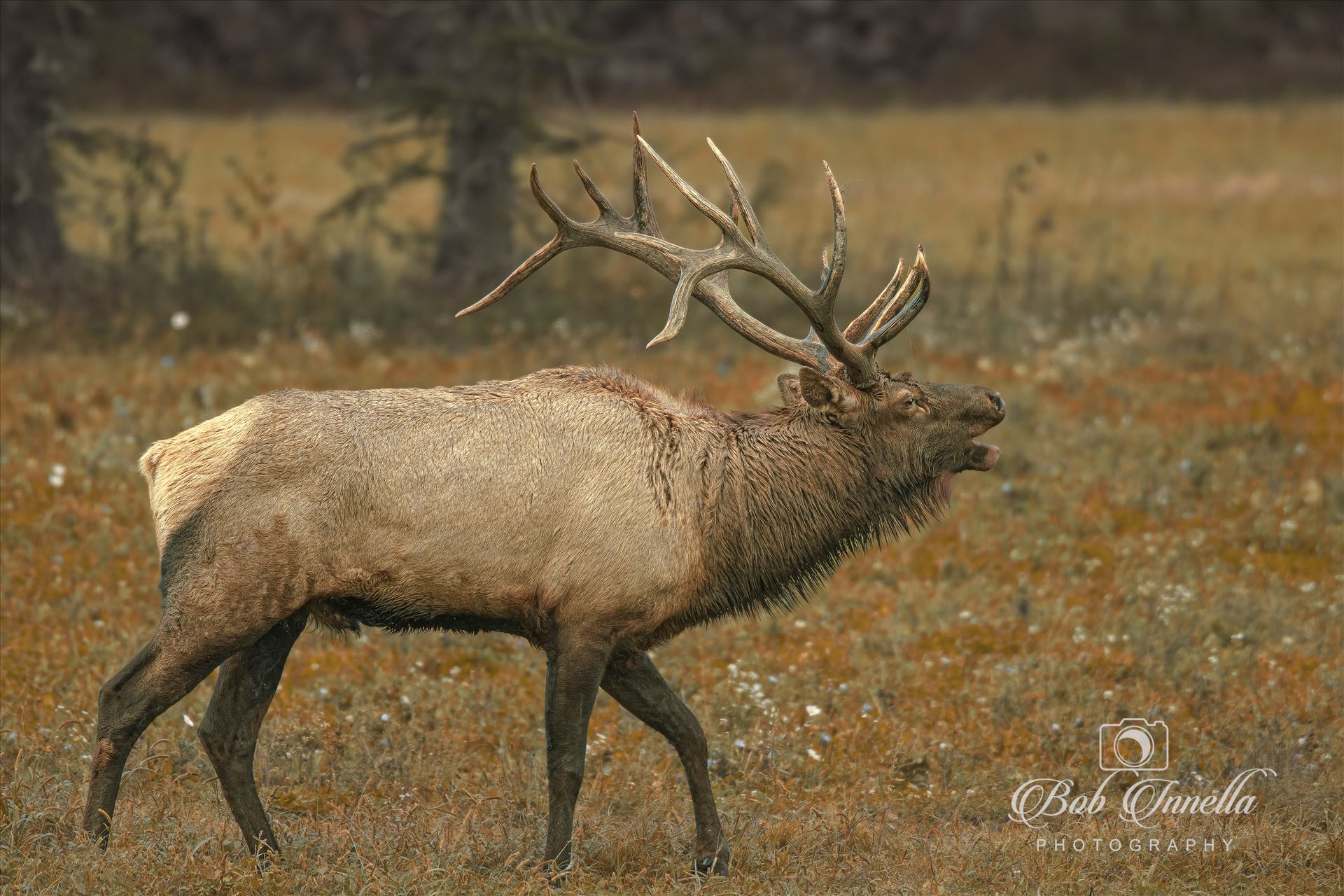 Bugling Bull Elk  by Buckmaster