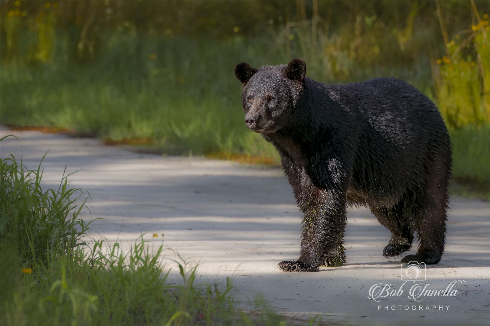 Black Bear Sow 2023 North Carolina by Buckmaster