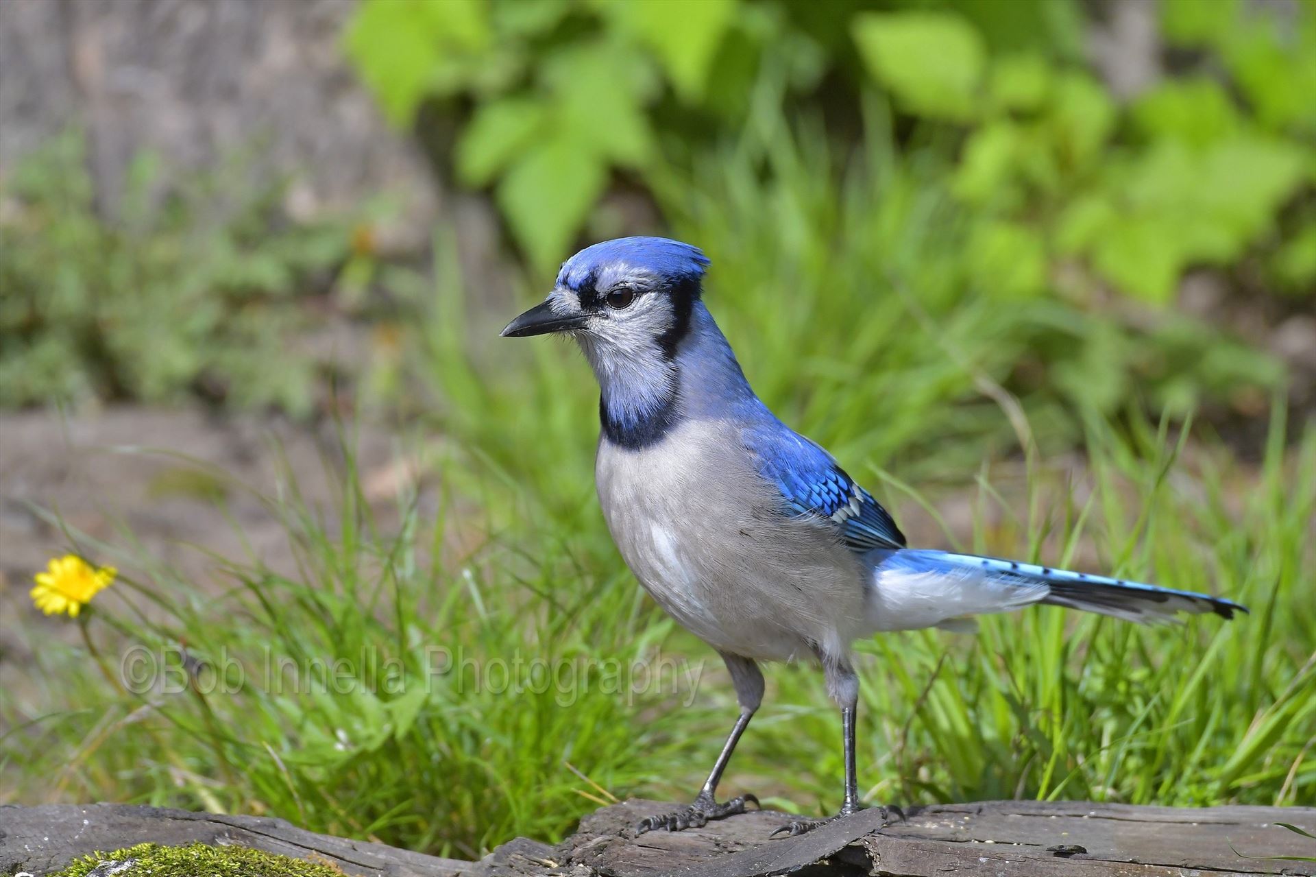 Pennsylvanian BlueJay From The Wilds Of Pennsylvania by Buckmaster