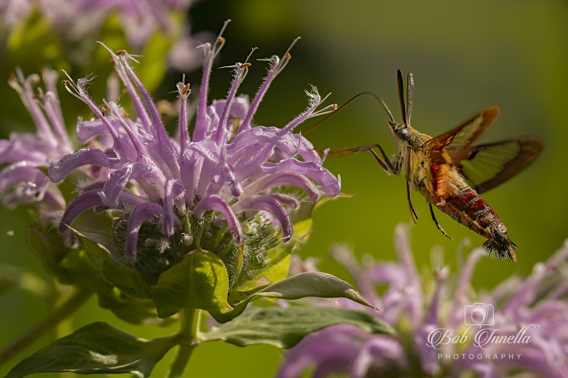 Hummingbird Hawk Moth  by Buckmaster