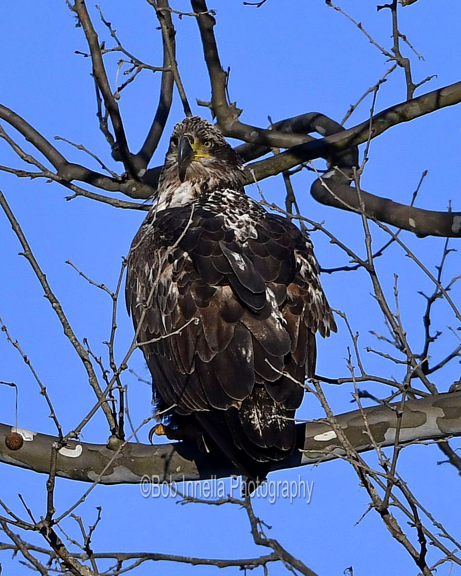 Eagle_2279 Bald Eagle On The Delaware River, NY by Buckmaster