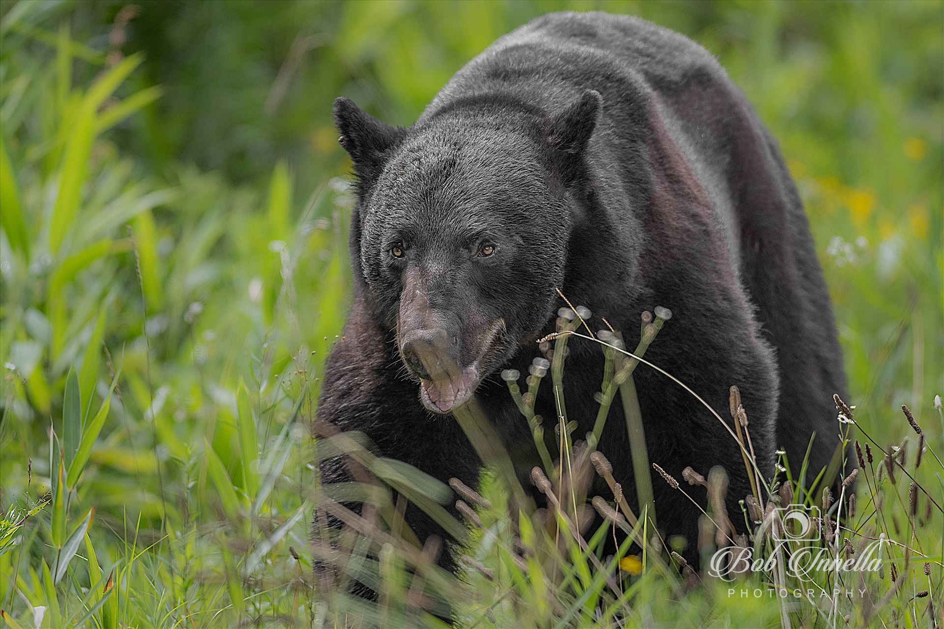 Coastal Black Bear Boar 2023 North Carolina by Buckmaster