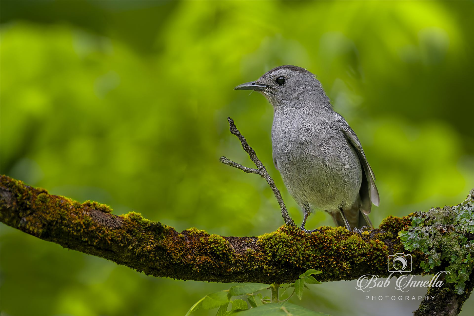 Catbird  by Buckmaster