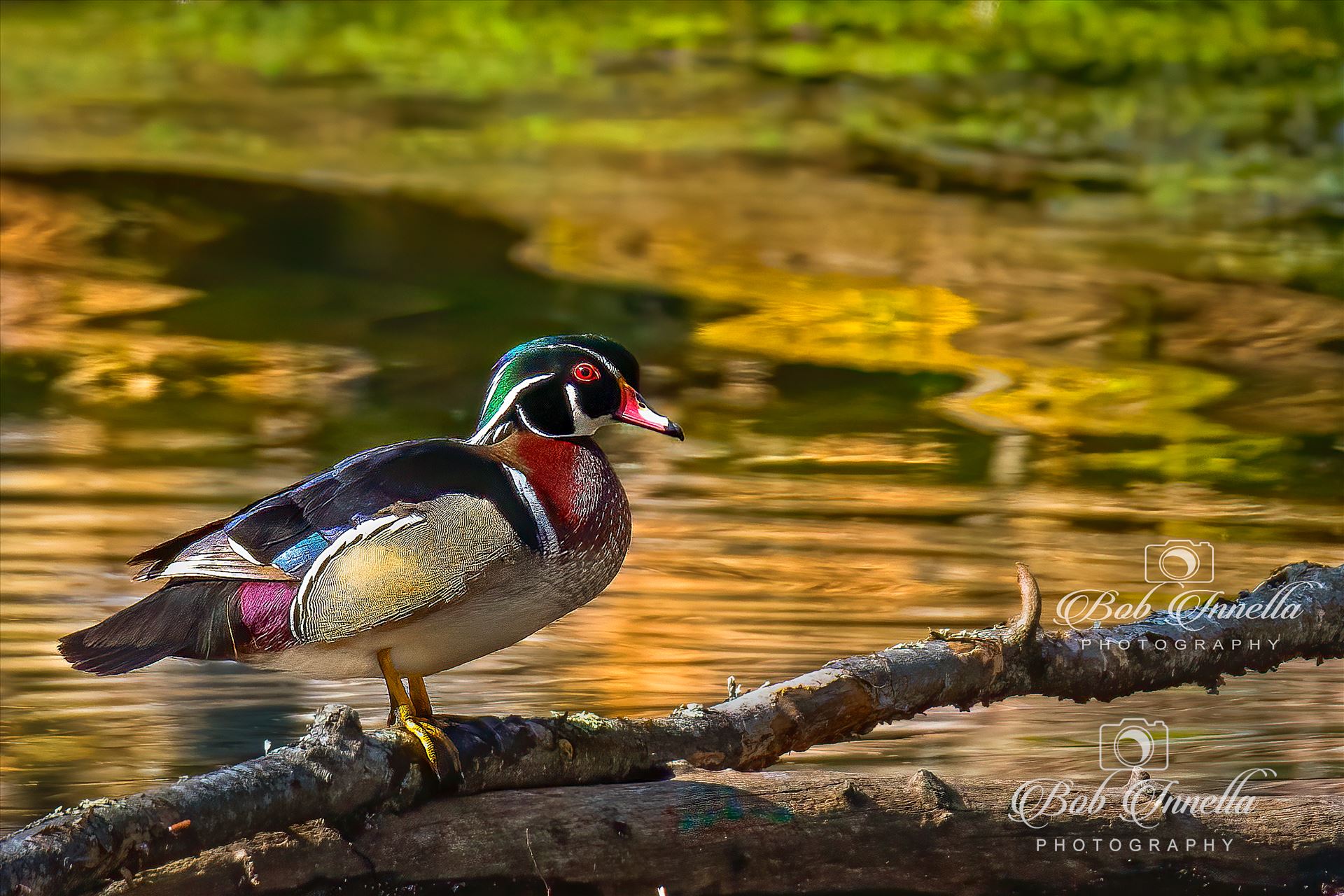 Male Wood Duck  by Buckmaster