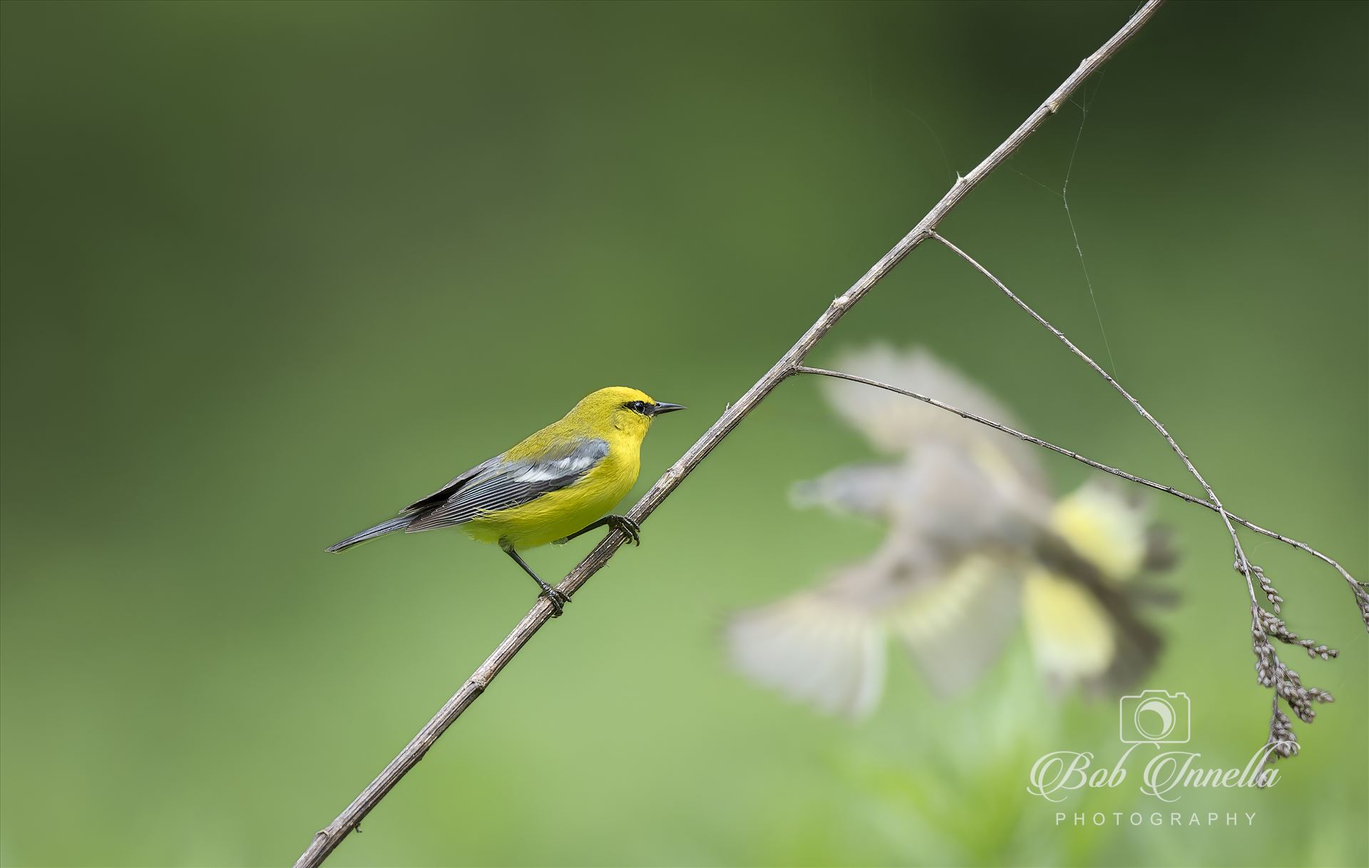 Blue Winged Warbler  by Buckmaster