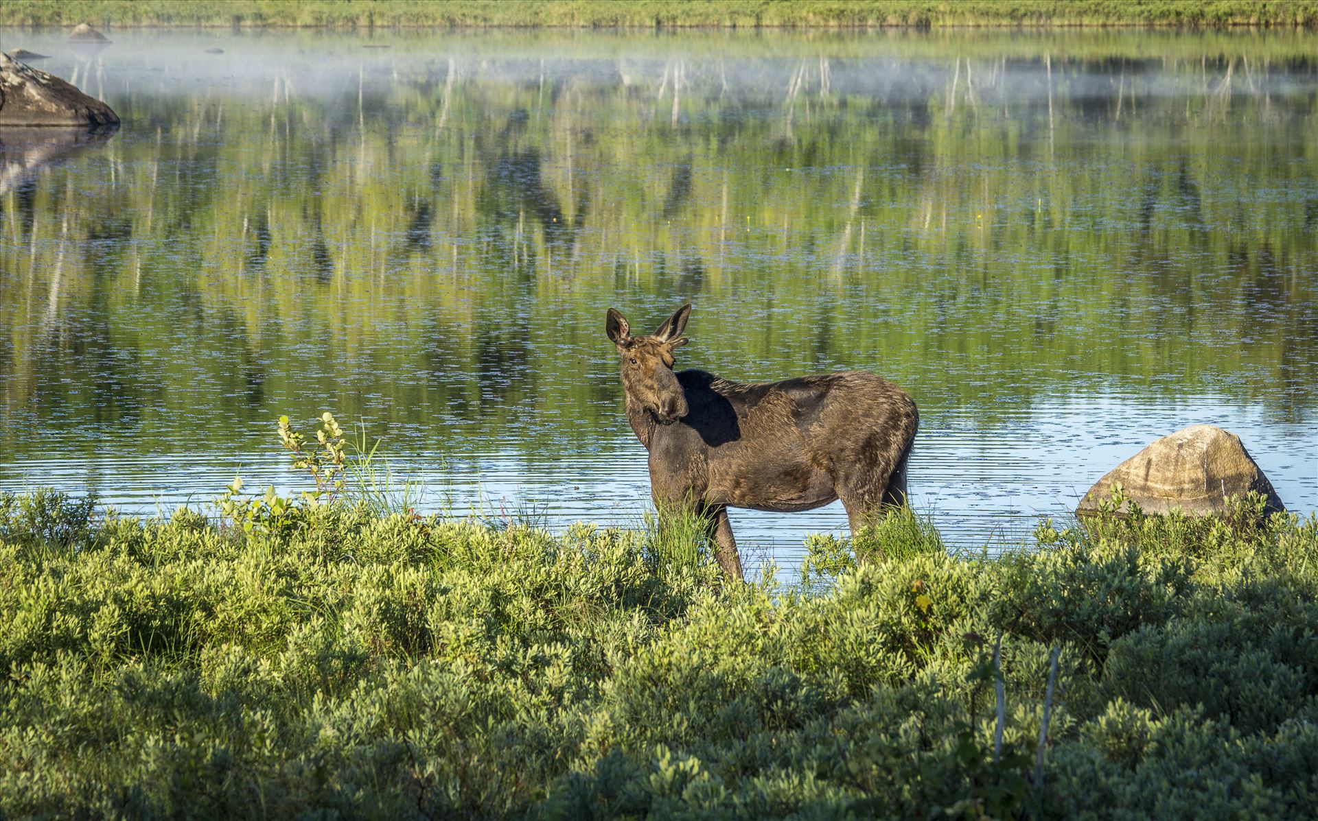 Early Riser Moose Early Riser Moose Out To Breakfast by Buckmaster