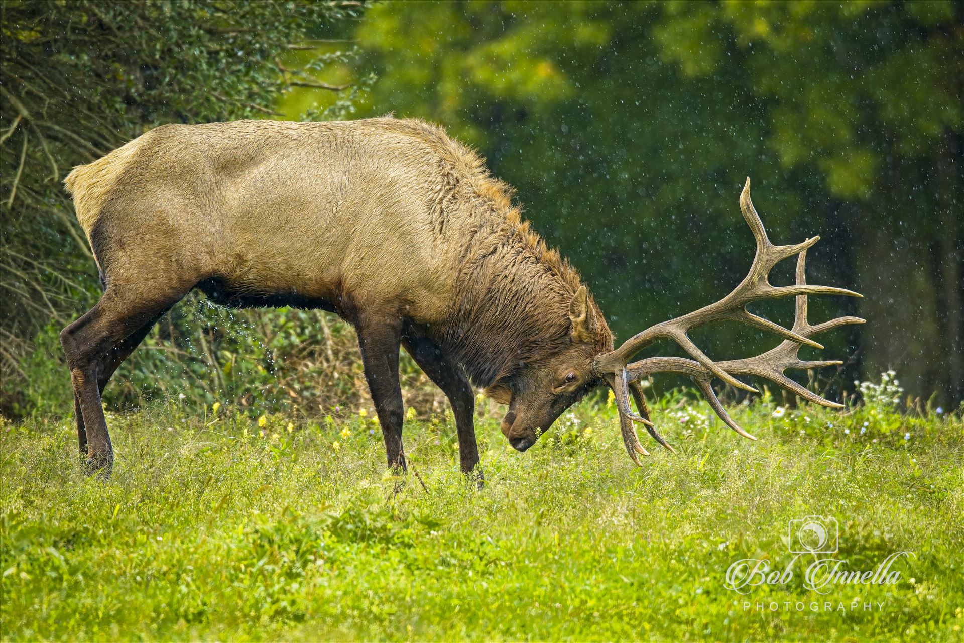 Bull Elk Making a Scrape in the Rain  by Buckmaster