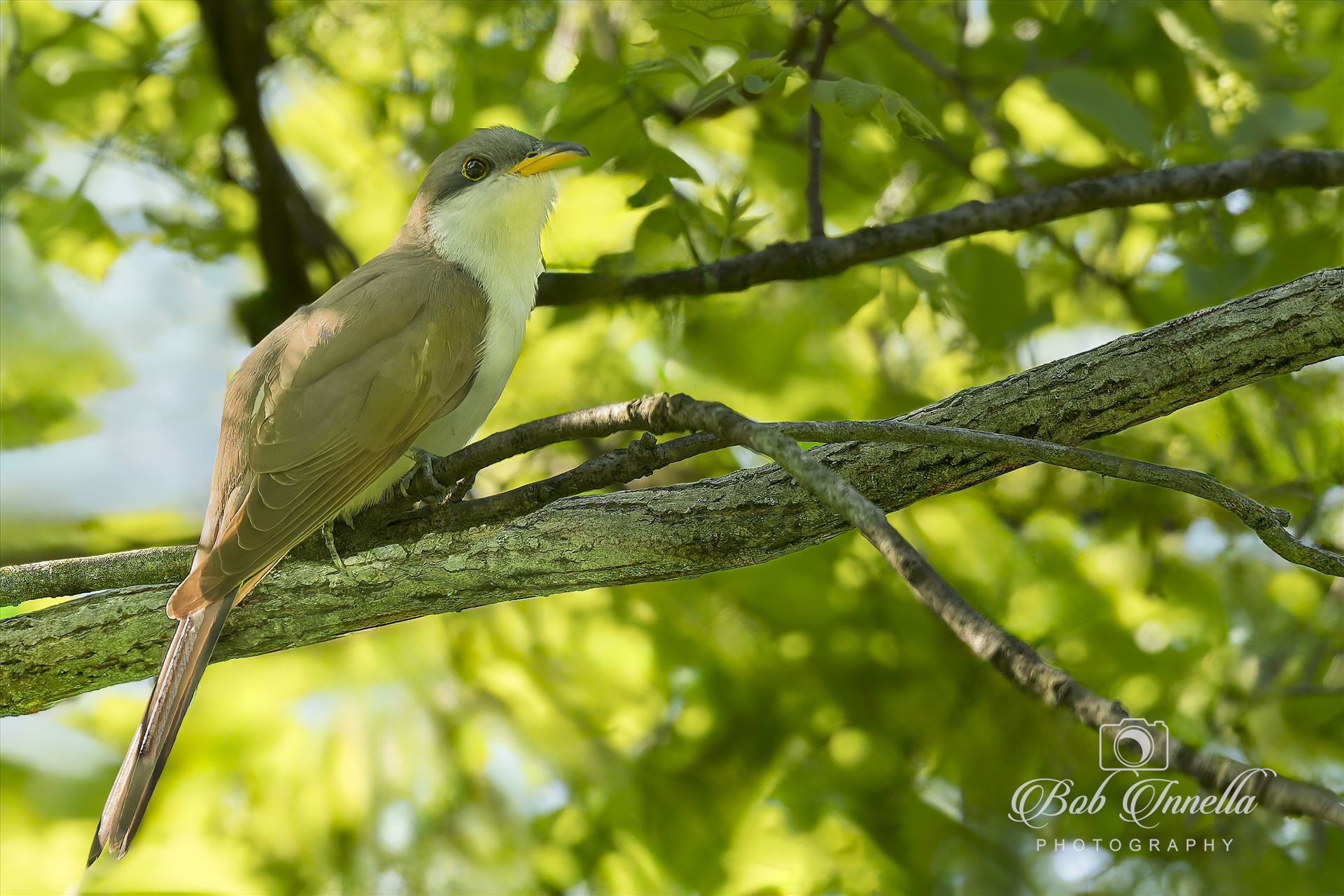 Cuckoo  by Buckmaster