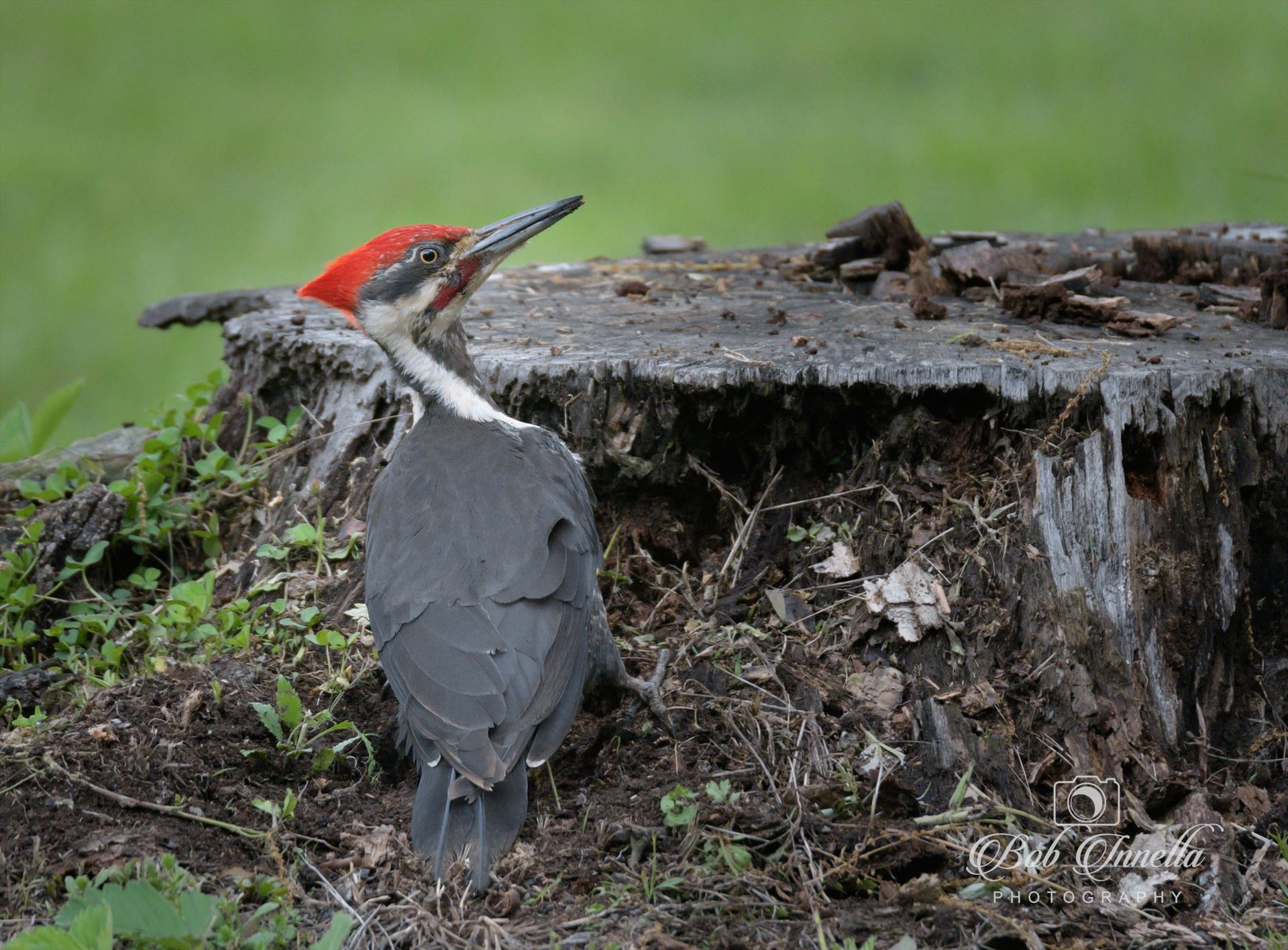 Pileated Woodpecker "Woody" In The Wilds Of Pennsylvania
In A Logged Area Cut Many Years ago by Buckmaster